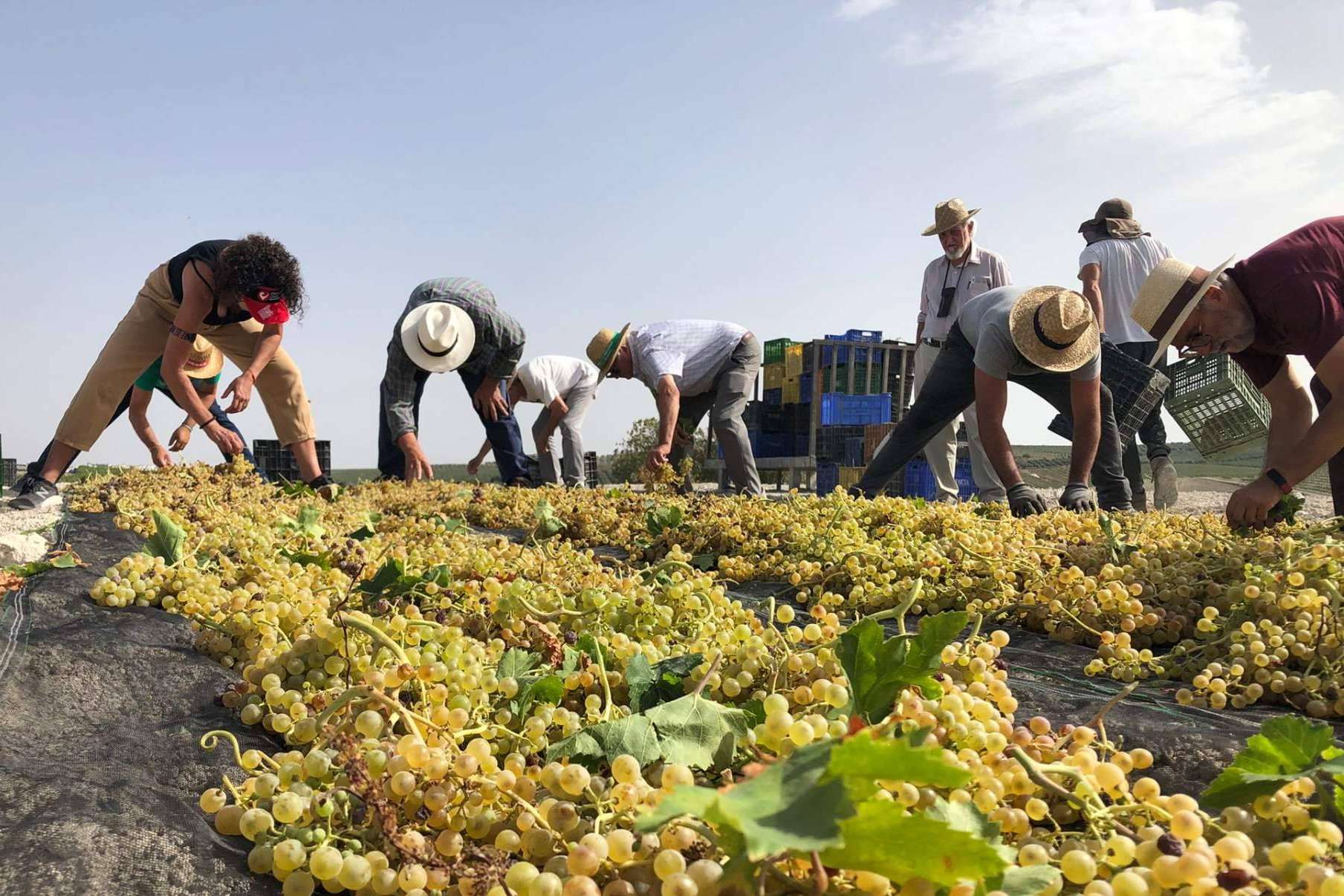 Bodegas Robles se ha establecido como un referente español en la producción de vino ecológico