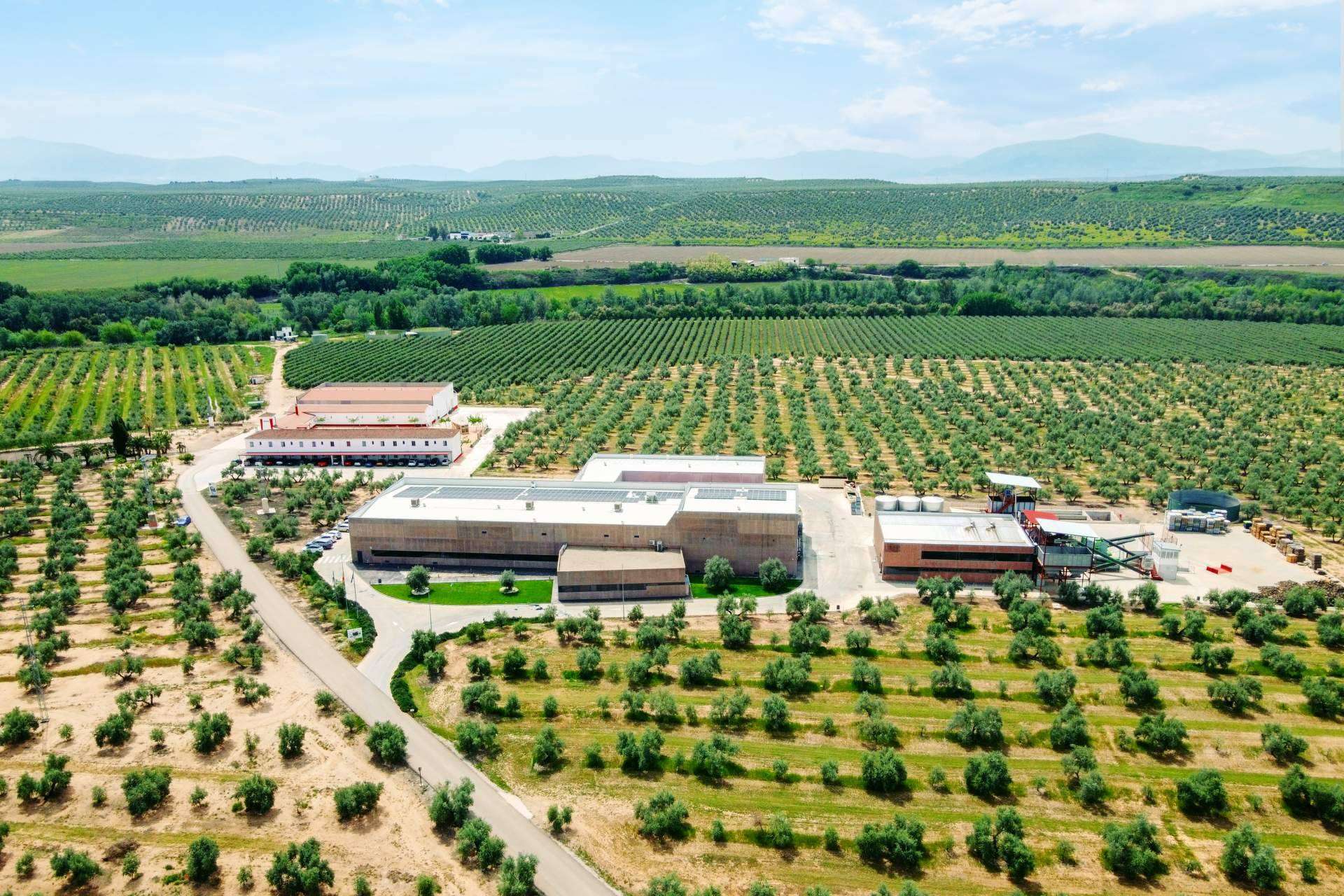 Aires de Jaén trae la nueva temporada de aceites de oliva con los AOVE tempranos