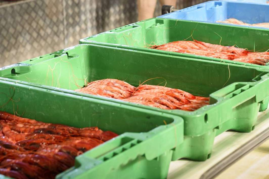 Lonja de Ayamonte ofrece una serie de consejos de conservación de marisco de Huelva