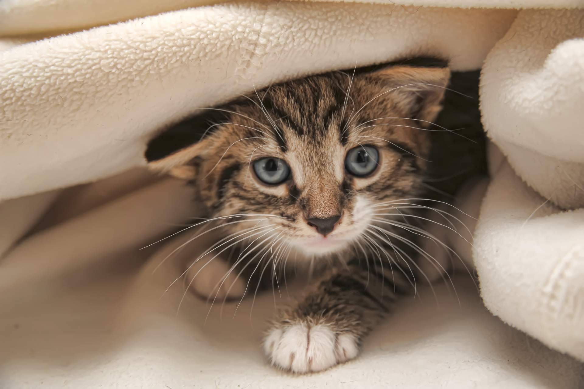 ¿Para qué sirve el Derecho Animal?