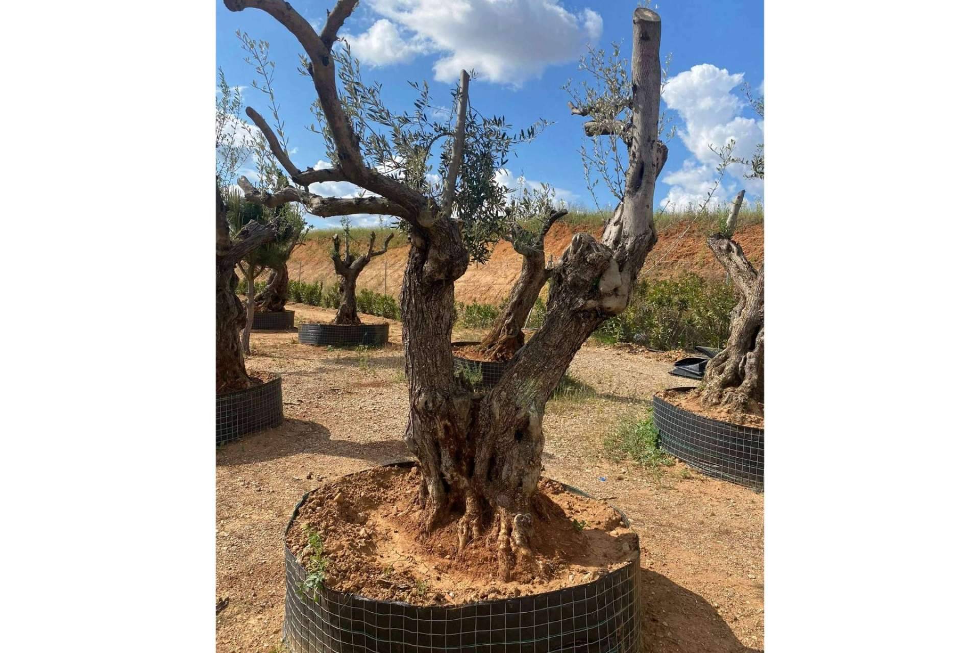 Venta de olivos centenarios y milenarios de la mano de la firma especializada Olivos Extremadura