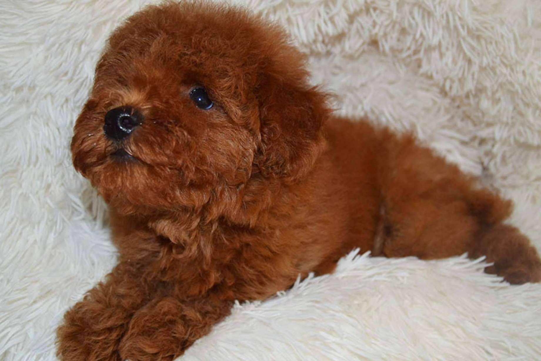 Salud, higiene y peluquería de los cachorros caniche toy, por Gallumar