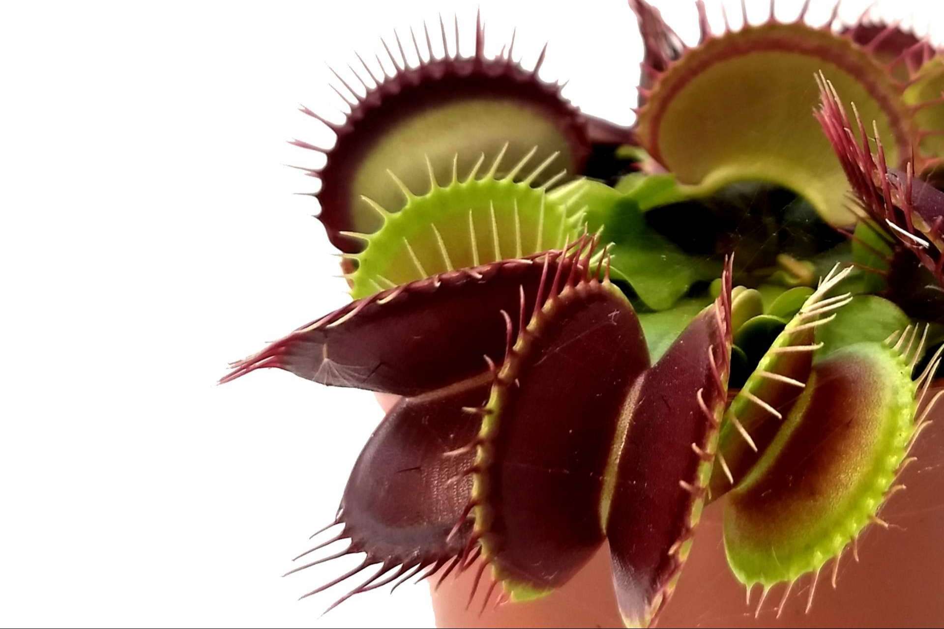 Hacer un regalo diferente con un pack de plantas carnívoras