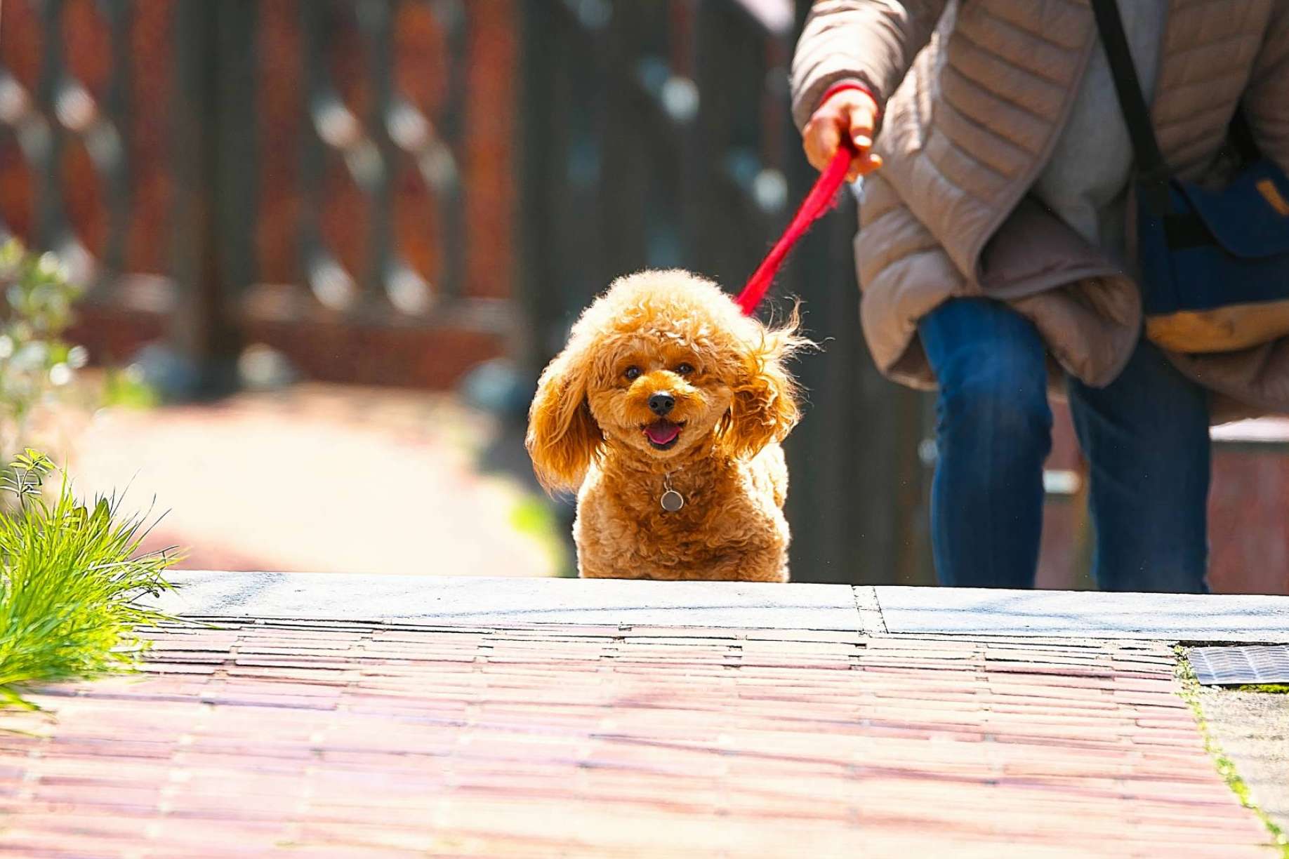 La solución a la contaminación ambiental por excrementos y orines de perros y gatos, Mascozyme® Urban Cleaner