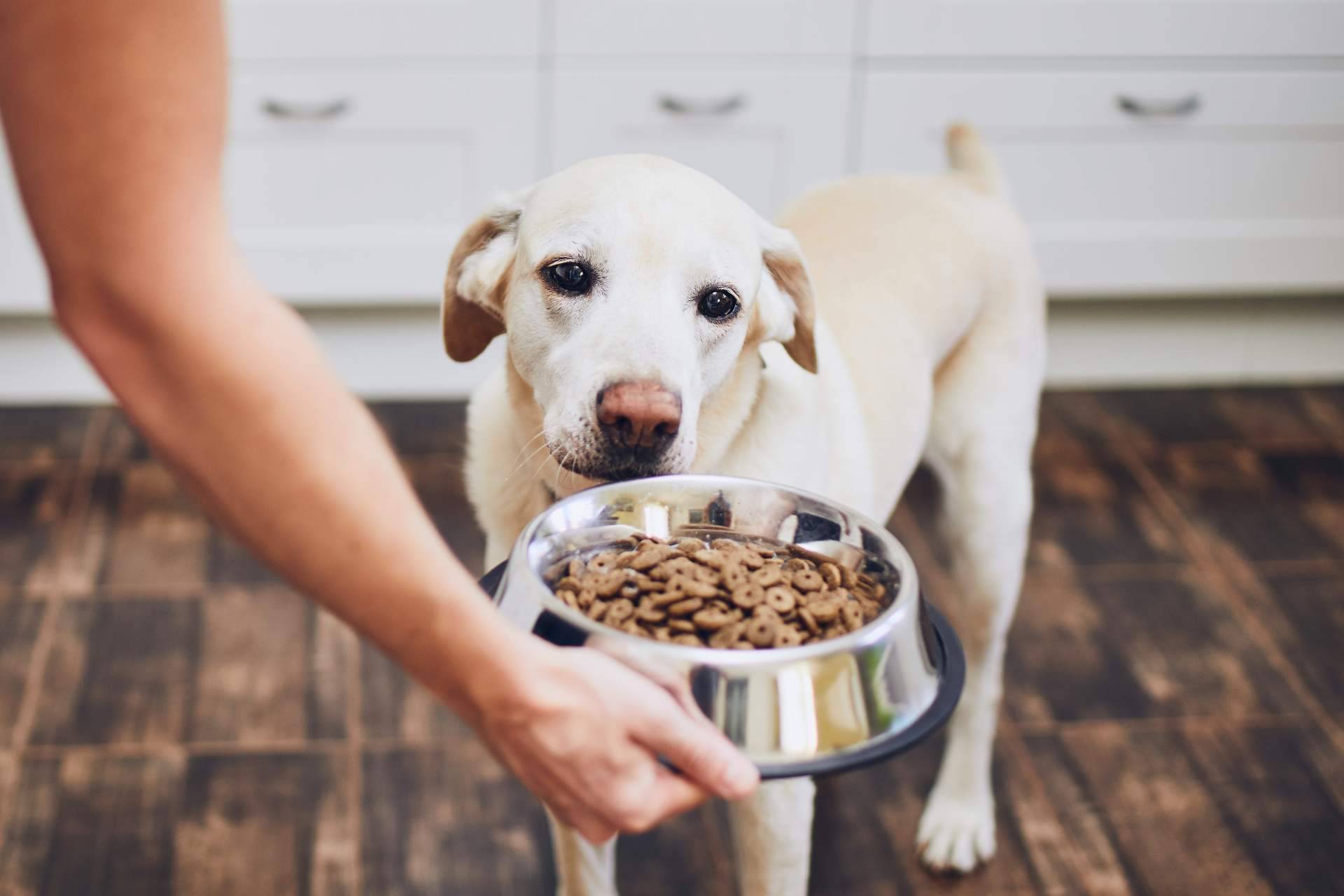 Snacks naturales que contribuyen al bienestar de las mascotas
