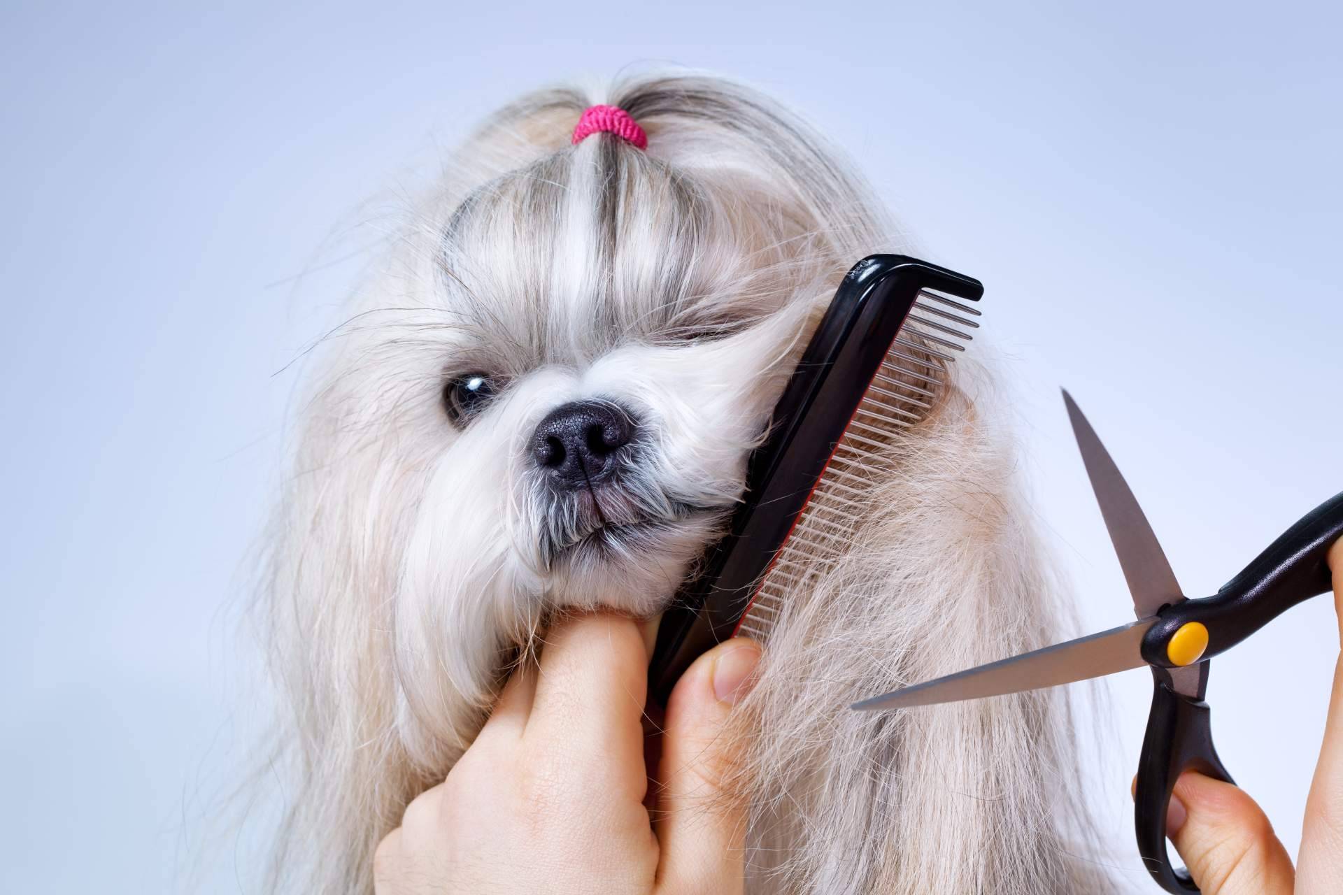 Pelitos Peluquería Canina sobre los errores que cometen los dueños en el cuidado de sus perros