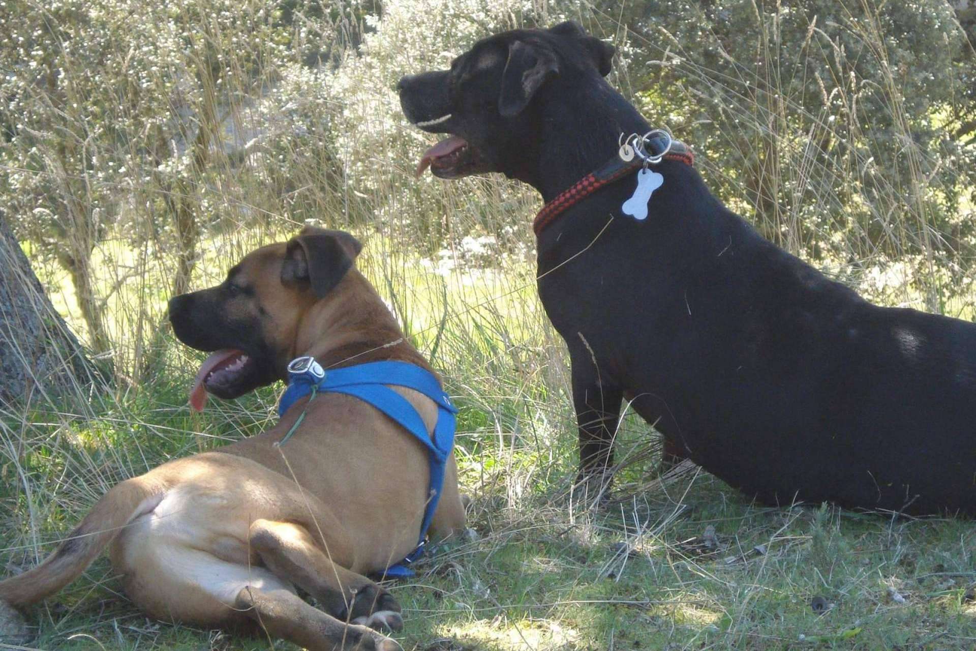 PERROBUENO, una guardería de día creada para los amantes de los animales
