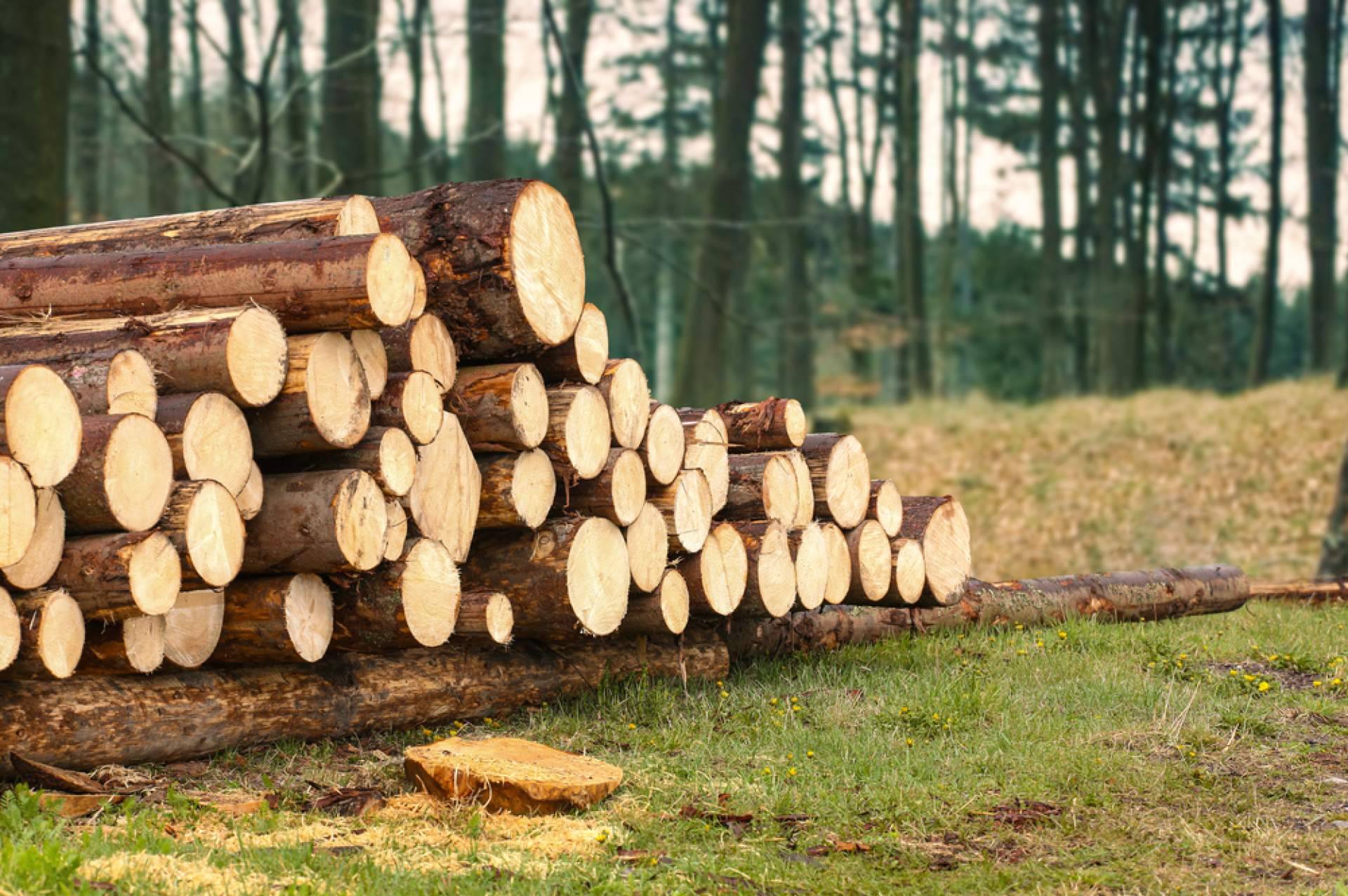 Podarama, el servicio de tala de árboles, poda de palmeras y mantenimiento de jardines