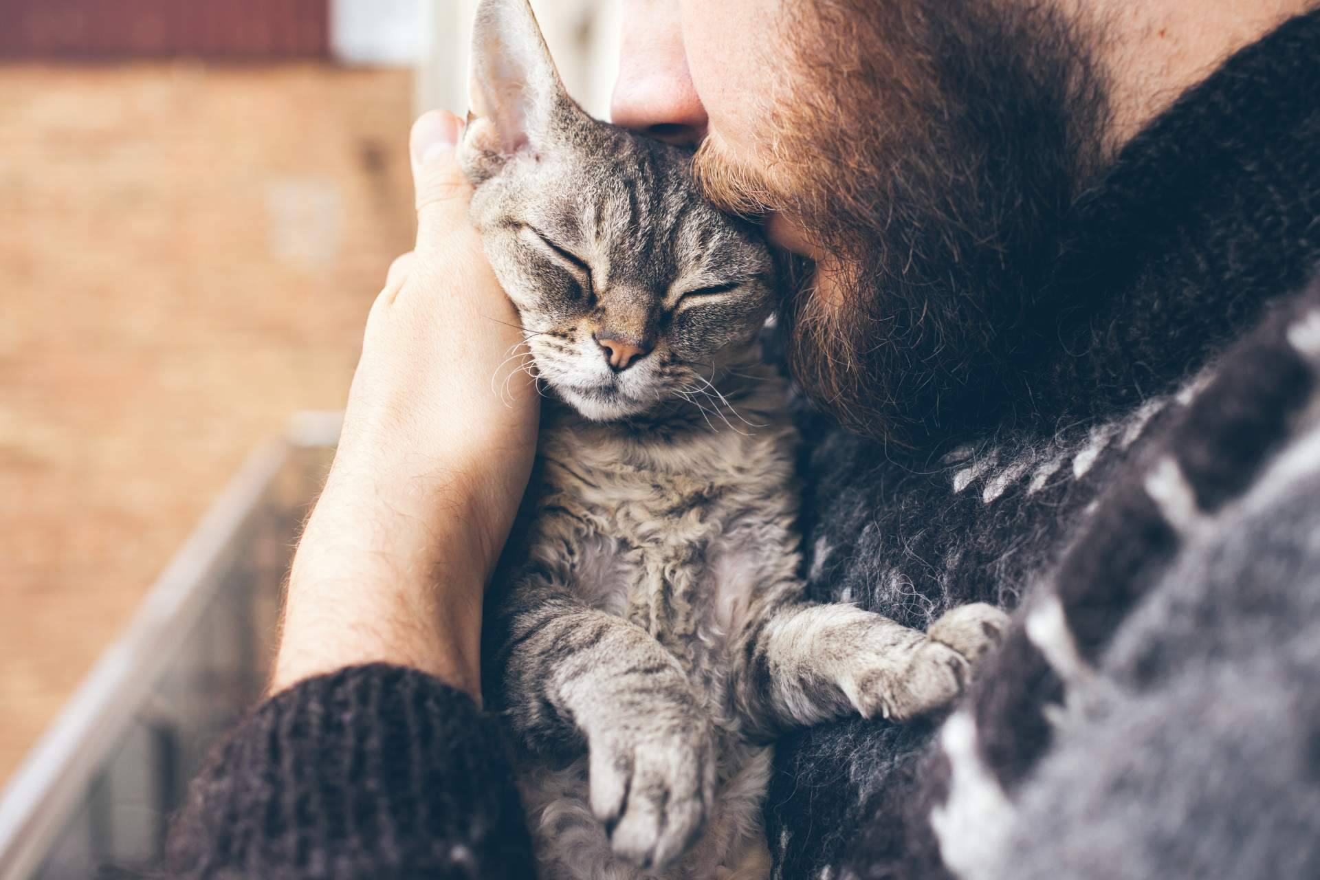 La creación de publicidad digital con mascotaperdida112.com para encontrar gatos perdidos