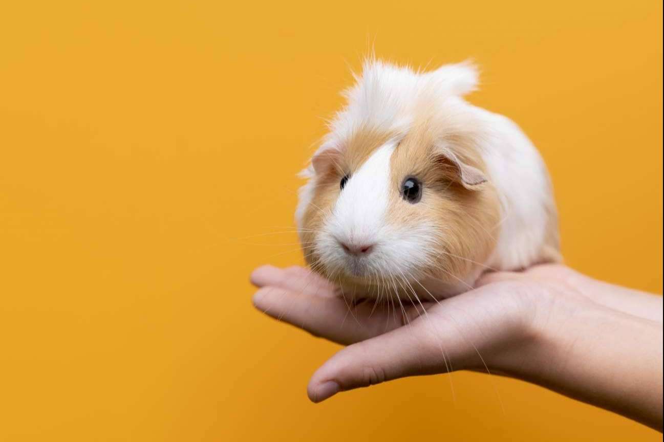 ¿Qué se necesita para la higiene en roedores?, con LovePets