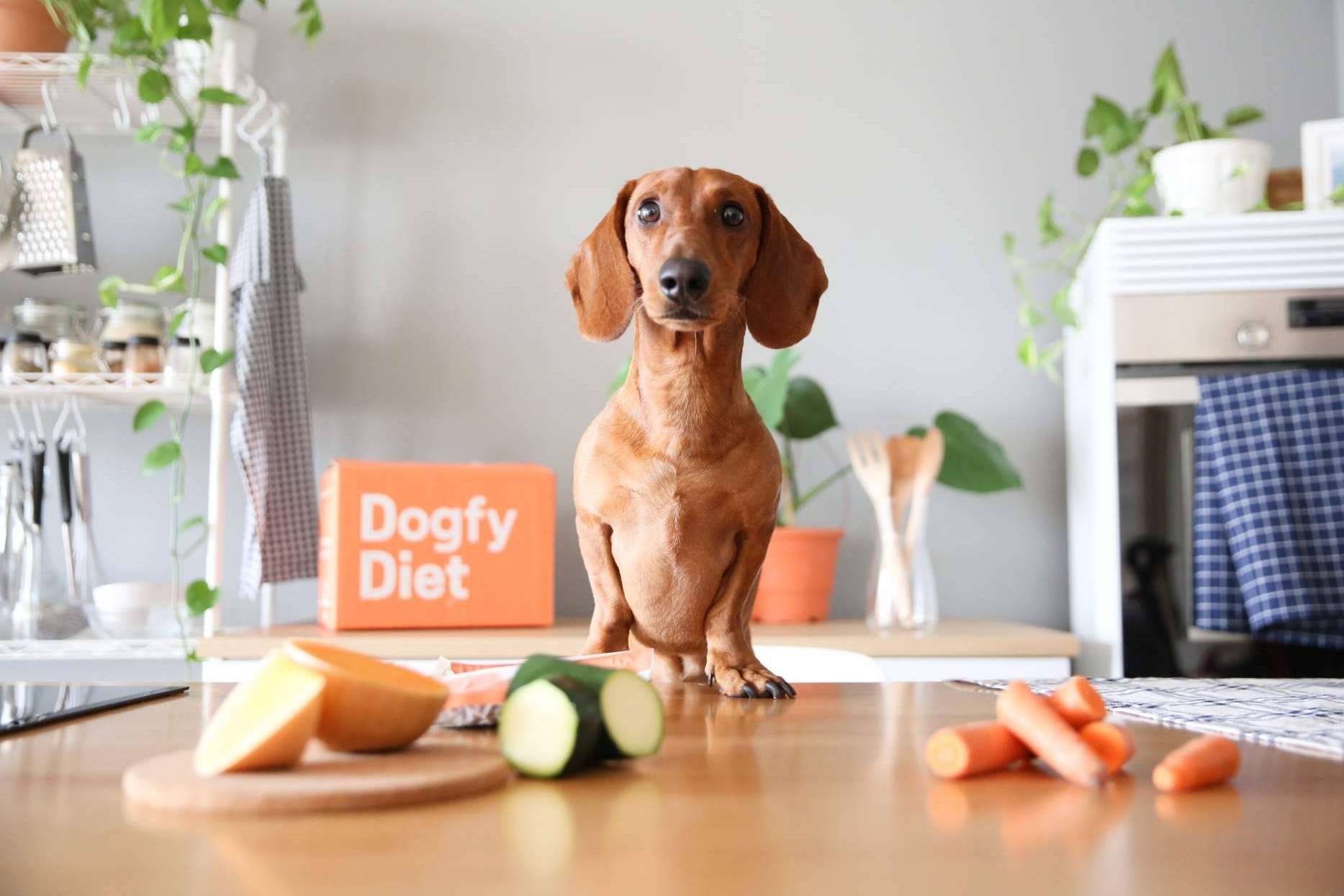 Las diferencias entre la dieta BARF vs comida natural para perros cocinada, por Dogfy Diet