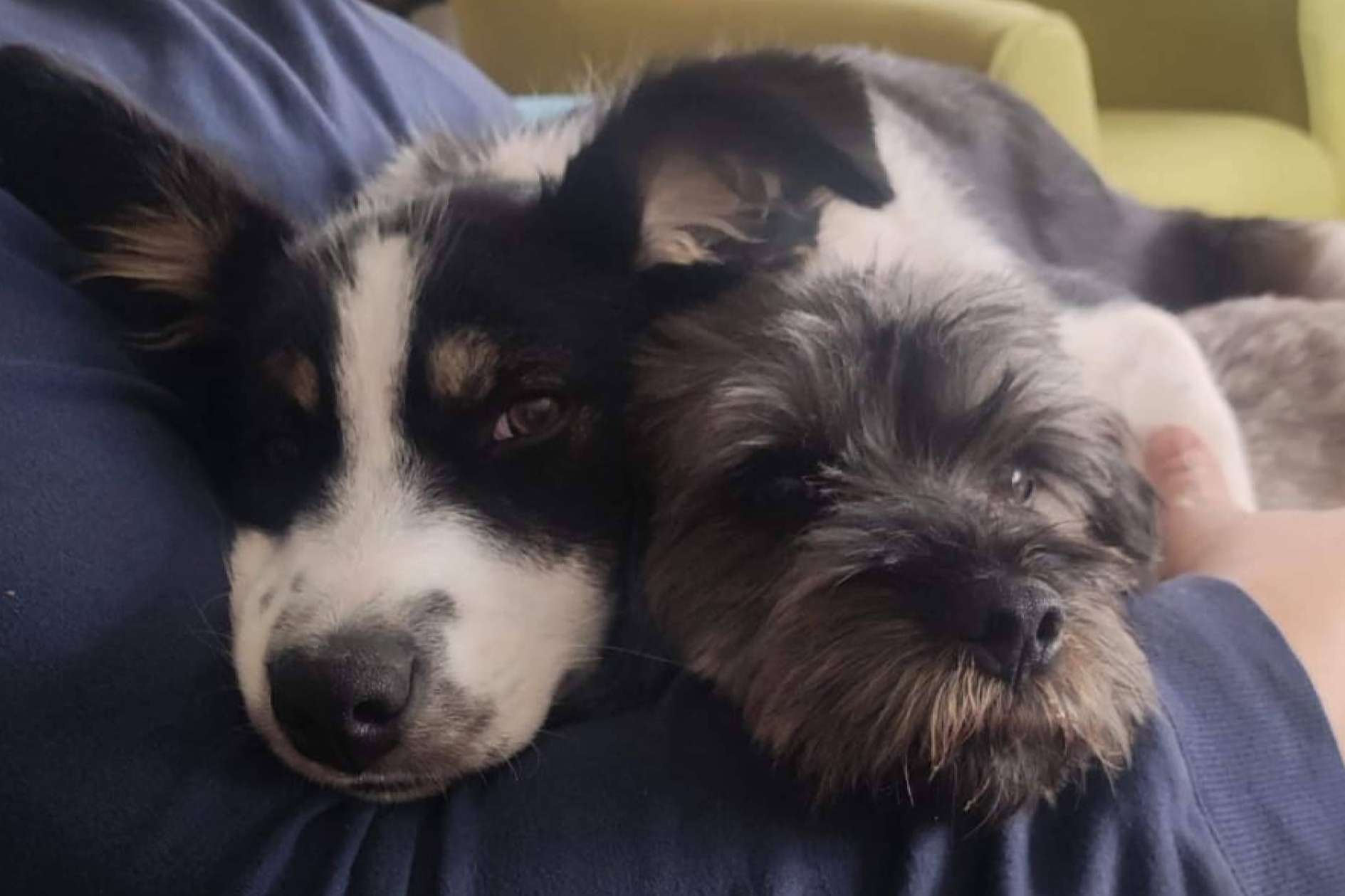 Asociación Española de Perros de Apoyo, ¿Qué hay que tener en cuenta a la hora de adoptar a un perro?