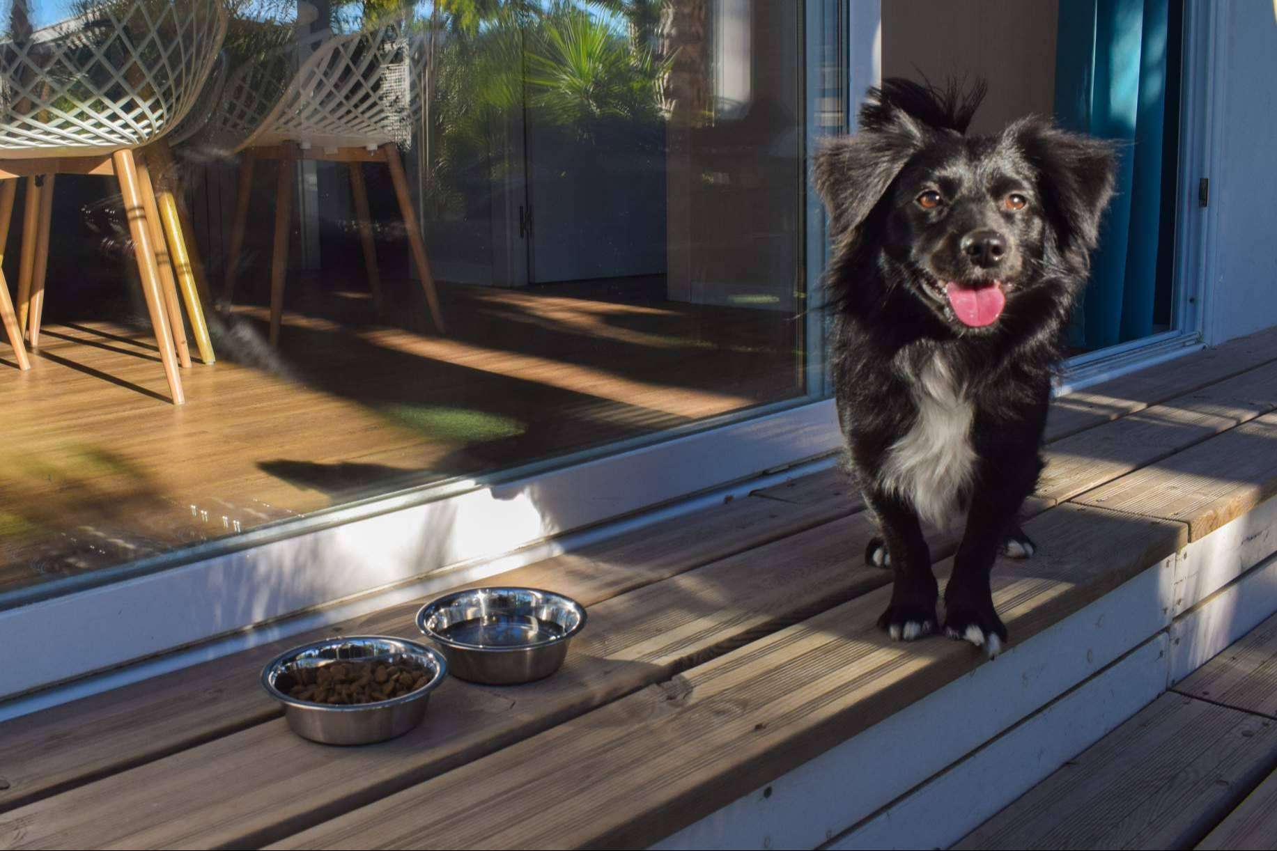 Vacaciones pet friendly en Alannia Resorts