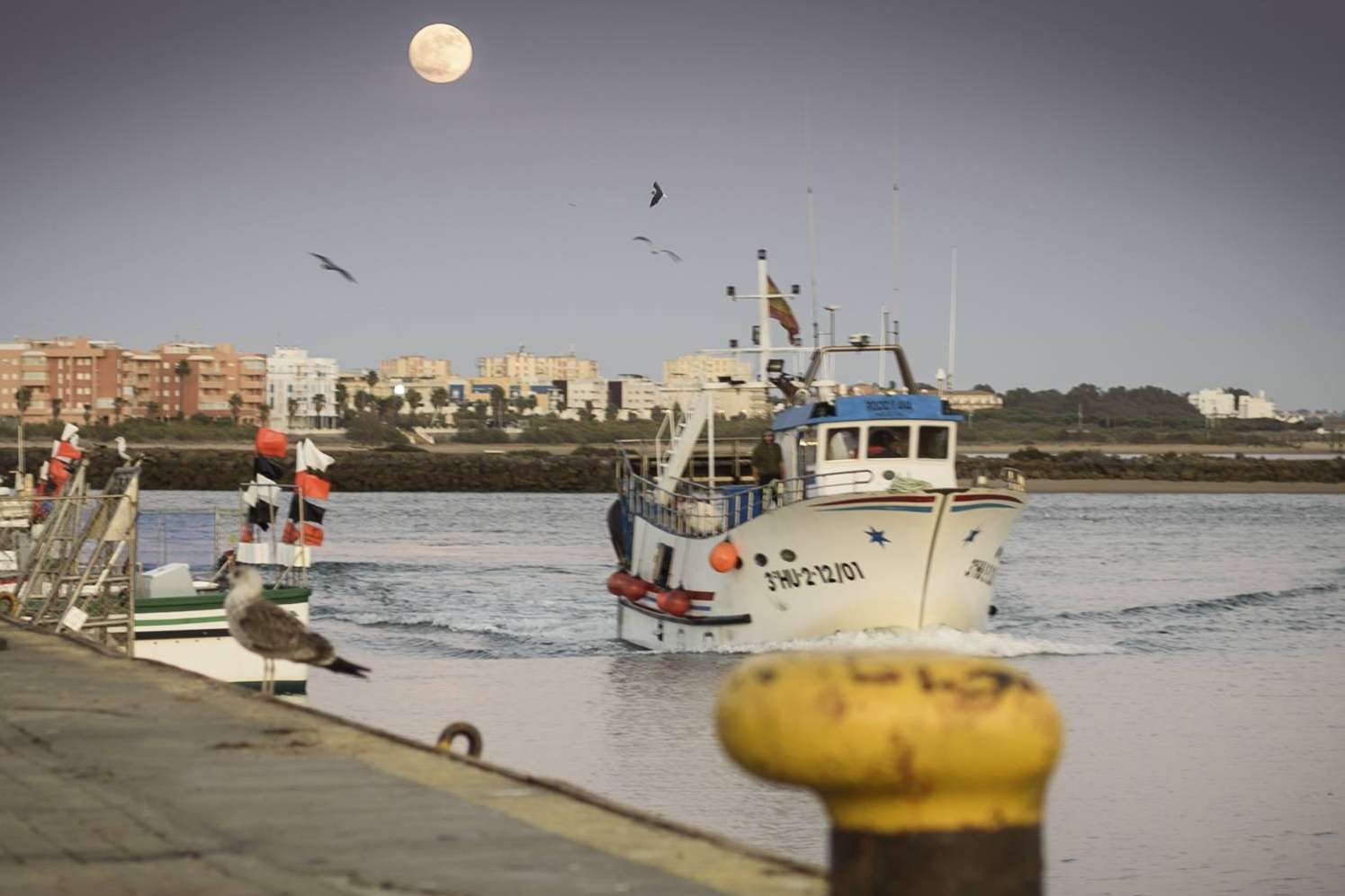 Las últimas novedades del pescado de lonja de Lonja de Ayamonte