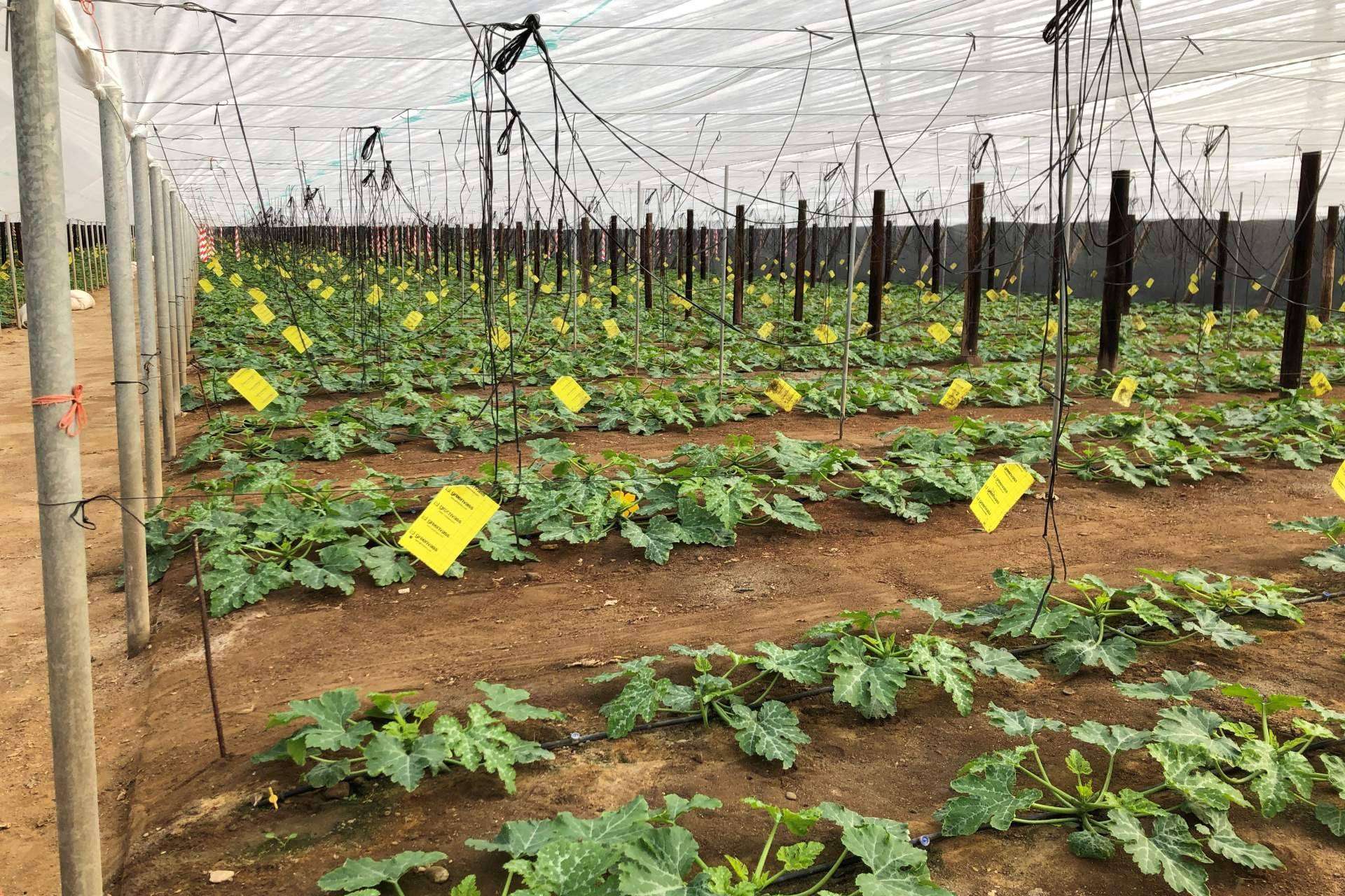 Cultivo de calabacín con los equipos de fertirrigación de ITC