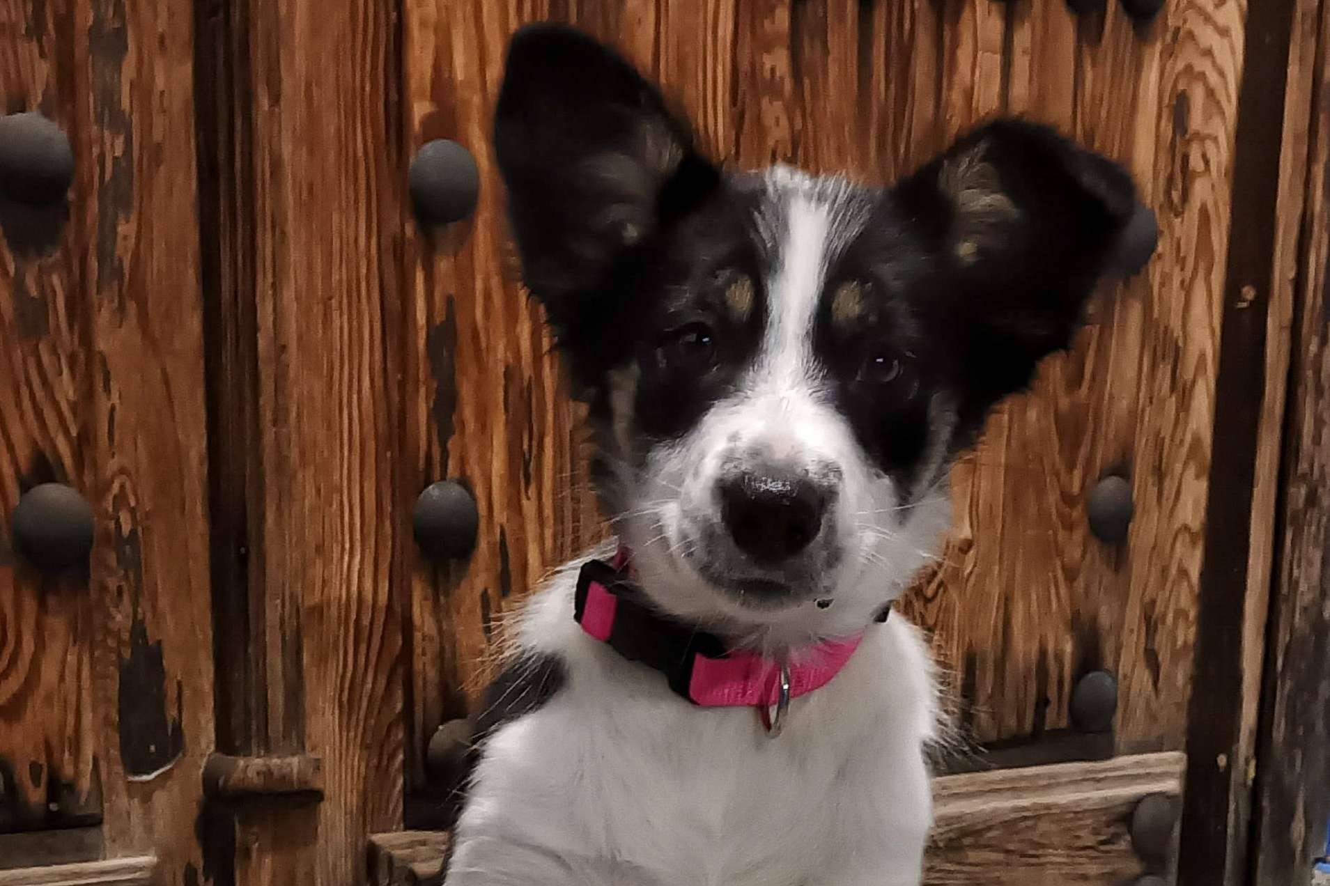 Asociación Española de Perros de Apoyo sobre la importancia de educar a un perro desde cachorro