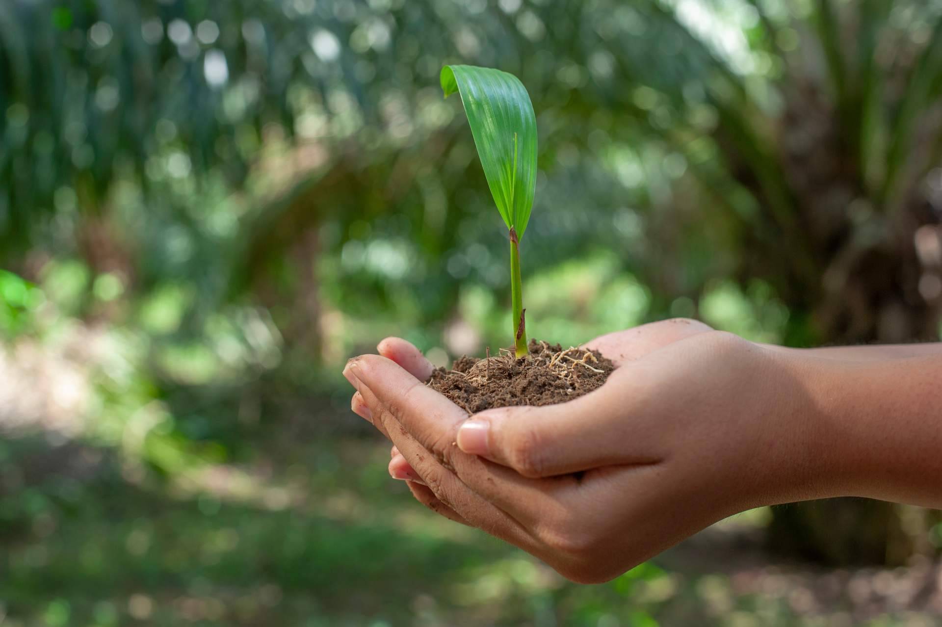 BosqueChef, la iniciativa contra el cambio climático en los comedores escolares de Serunion Educa