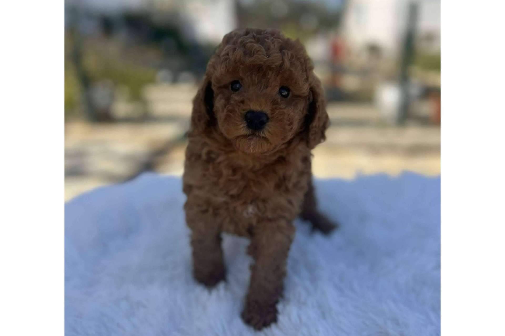 Perros caniches toy criados en Los Luceros de Vandalia