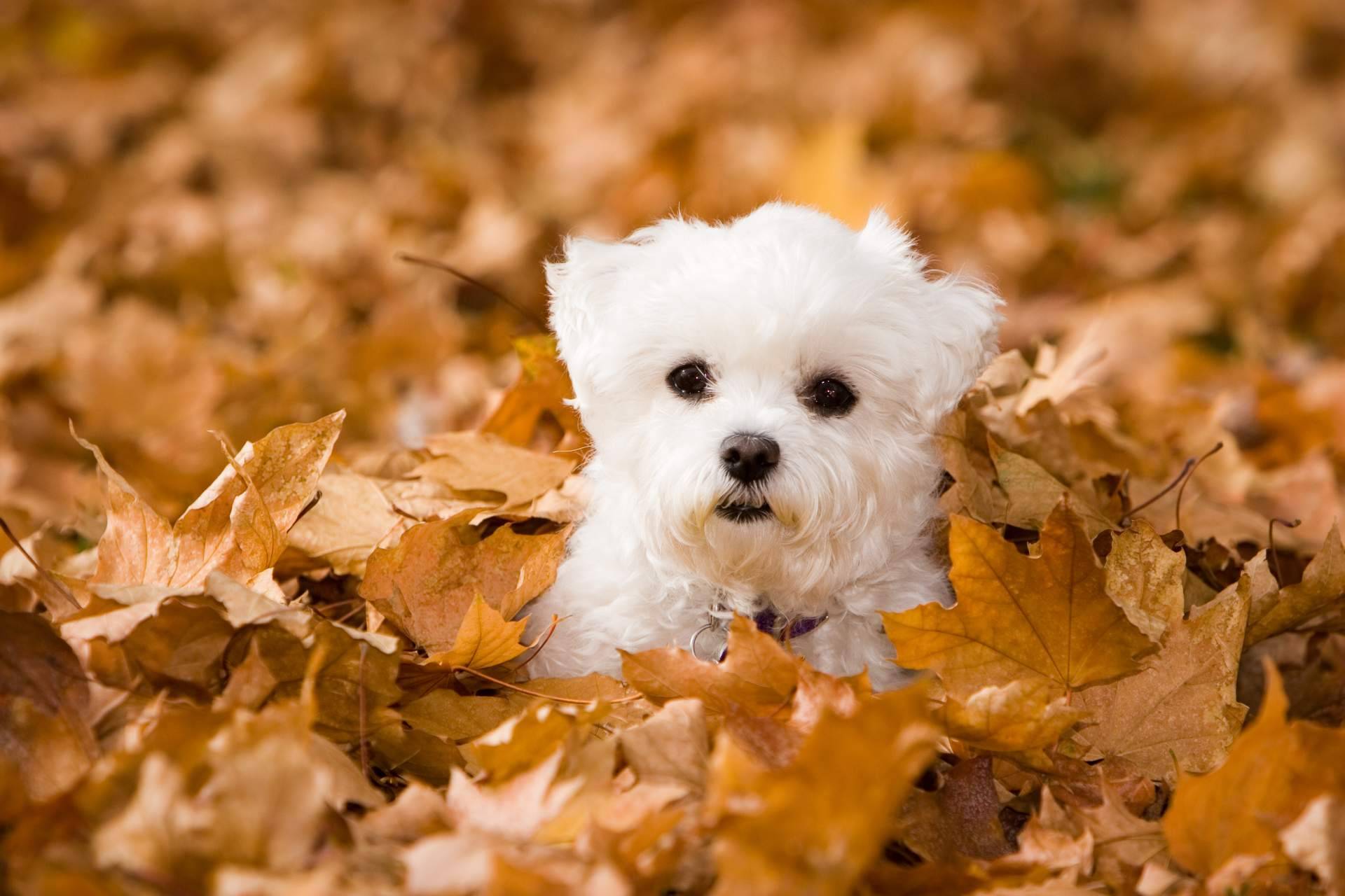 La lealtad y felicidad de los cachorros de Bichón Maltés, de la mano de El Mundo del Cachorro