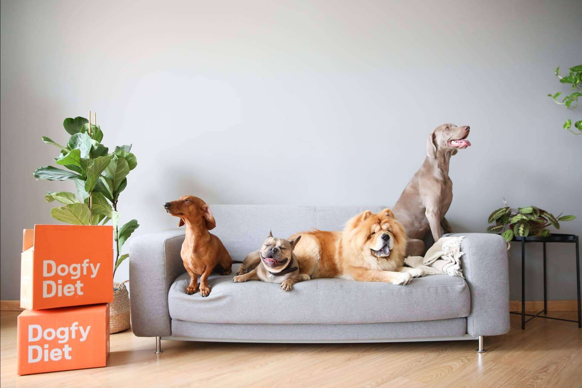 Ventajas de la comida natural para perros Dogfy Diet