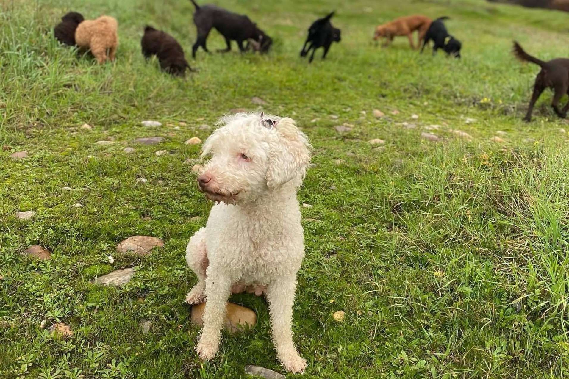 El nuevo curso de educación canina entre semana a partir del lunes 13 de marzo de L'Almozara Can Bosc