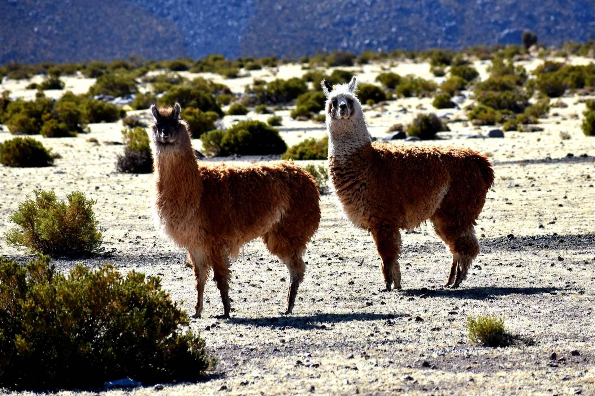¿Cómo descubrir los rincones más impresionantes de Chile? Mayuru Tour