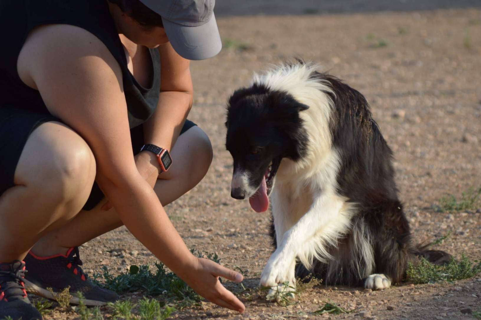 ¿Cuáles son las diferencias entre un perro de compañía, de apoyo emocional y de asistencia?, por la Asociación Española de Perros de Apoyo