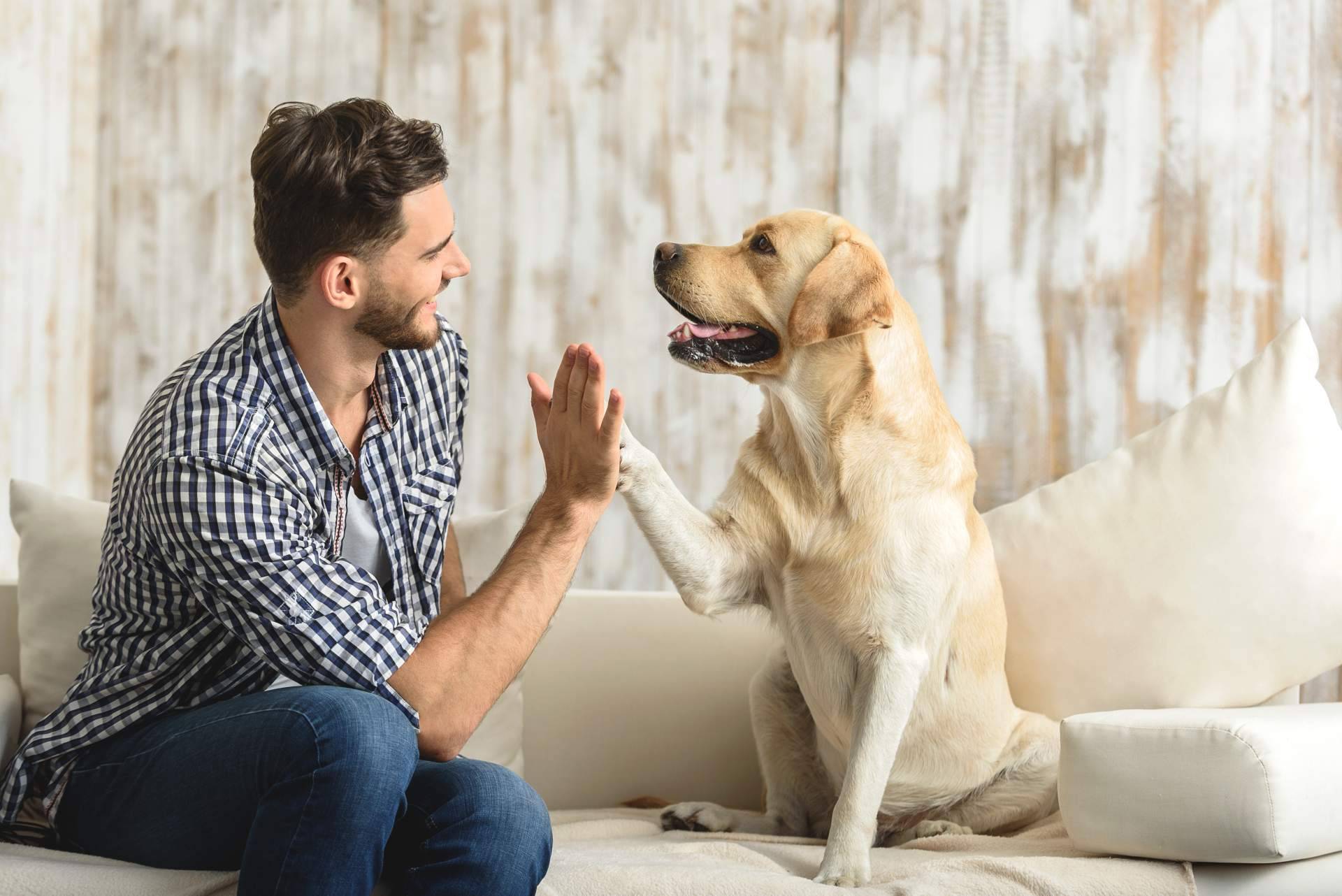 La educación canina es importante independientemente del tamaño o la raza, según DogCareBcn