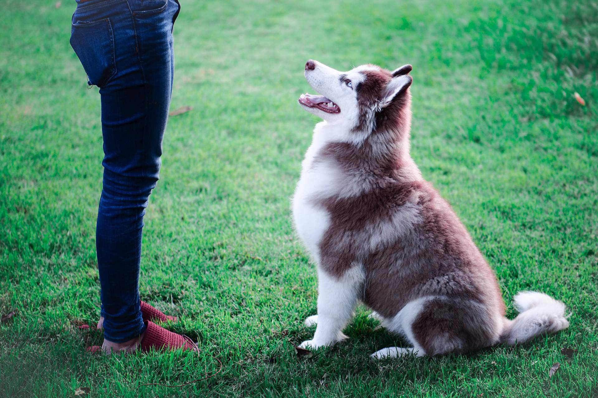Formarse en cursos para ser adiestrador canino con Adican en Madrid