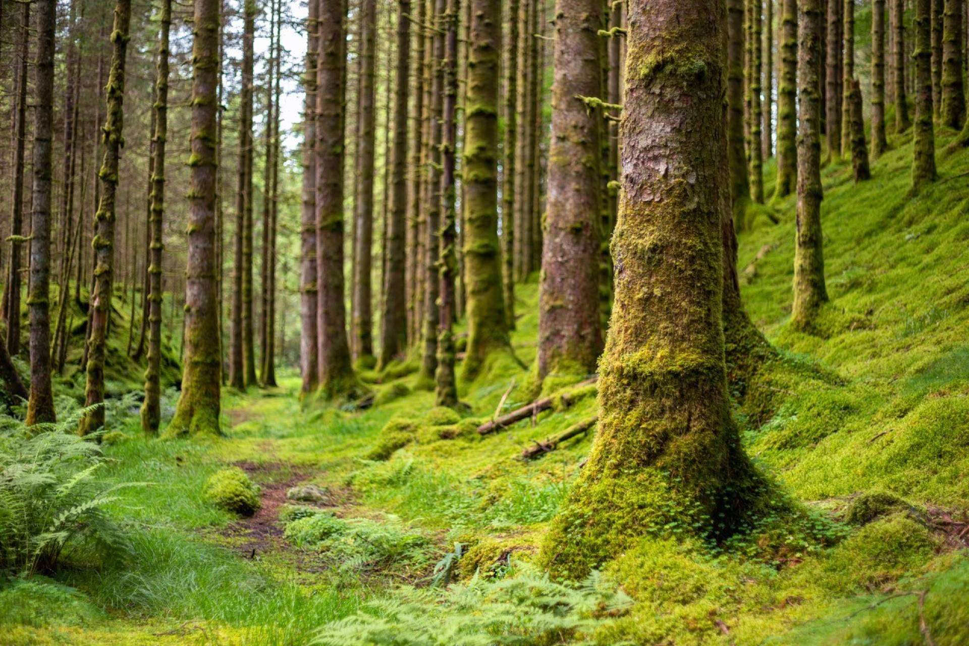 En qué consiste el bosque Cleardent
