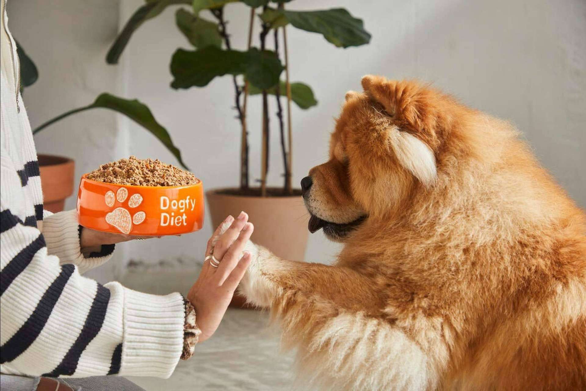 20 enfermedades más habituales en perros, por Dogfy Diet
