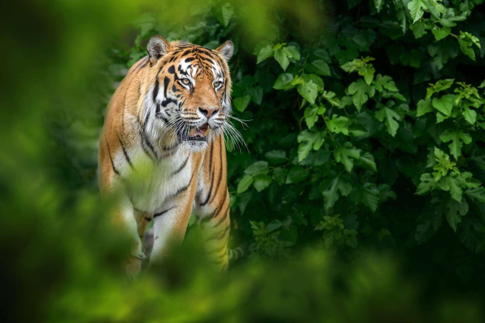 Metapark ZOO es el proyecto de realidad aumentada de la empresa Lucatia