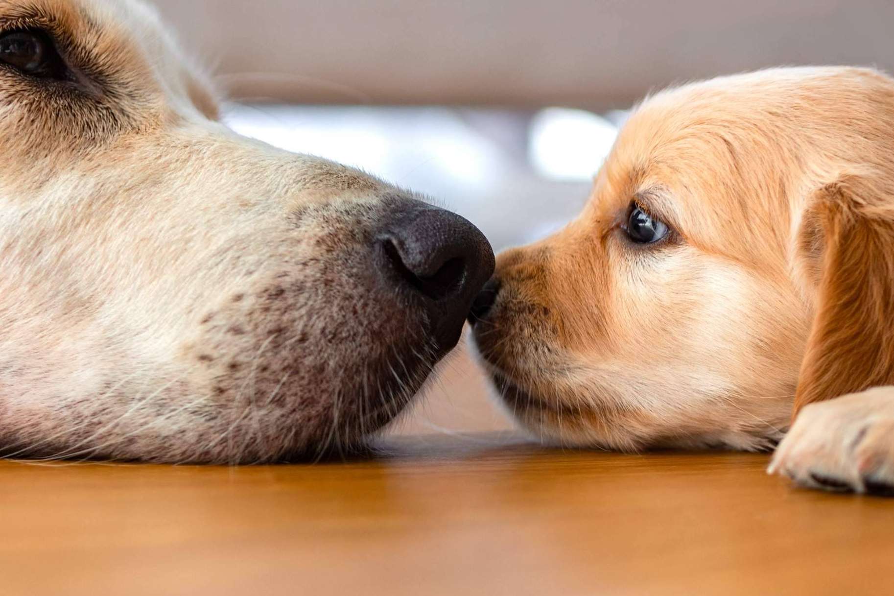 Ley de Bienestar Animal, todo lo que se debe saber del nuevo seguro de mascotas obligatorio