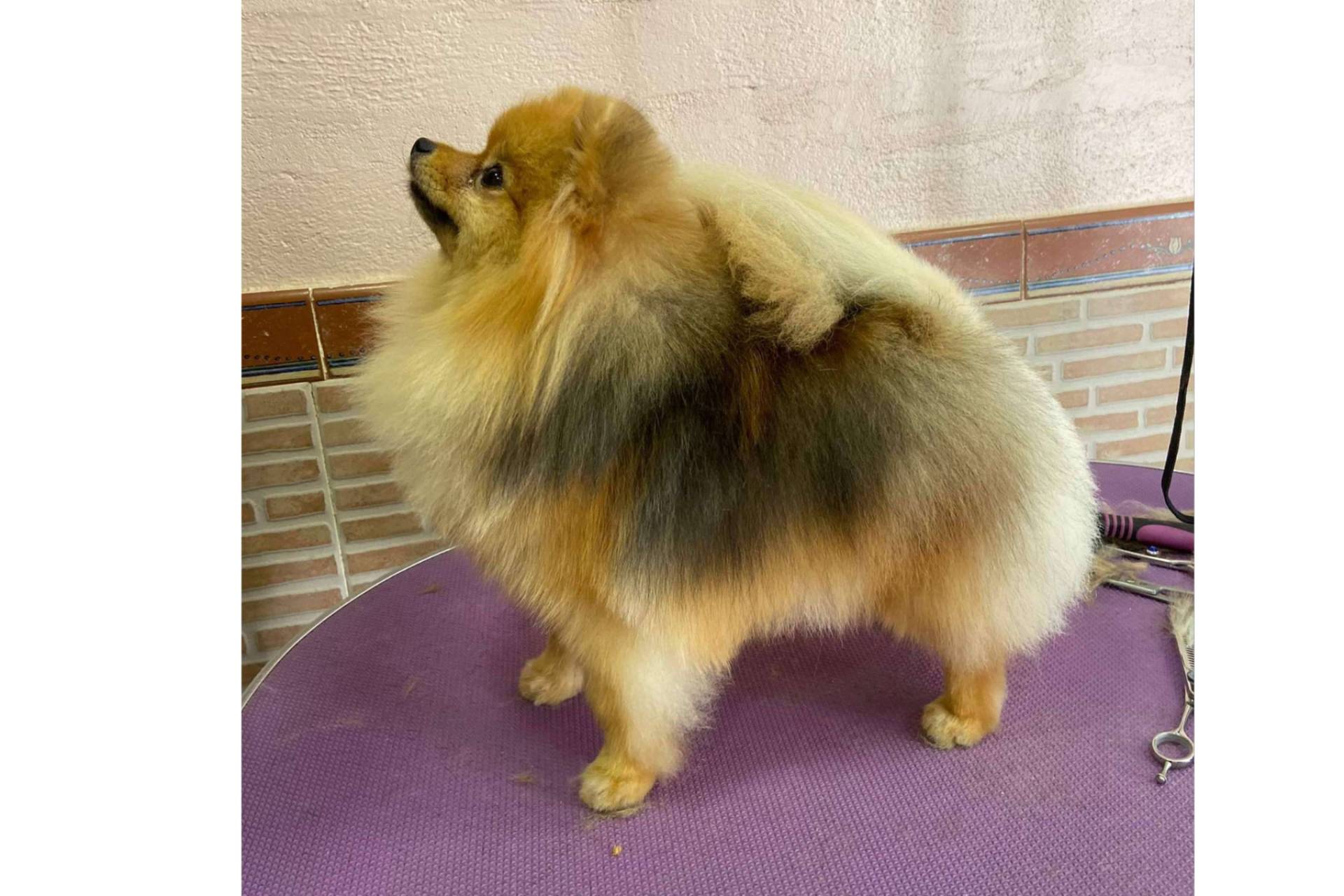 Criadores responsables y ambientes saludables para los pomeranias, Los Luceros de Vandalia