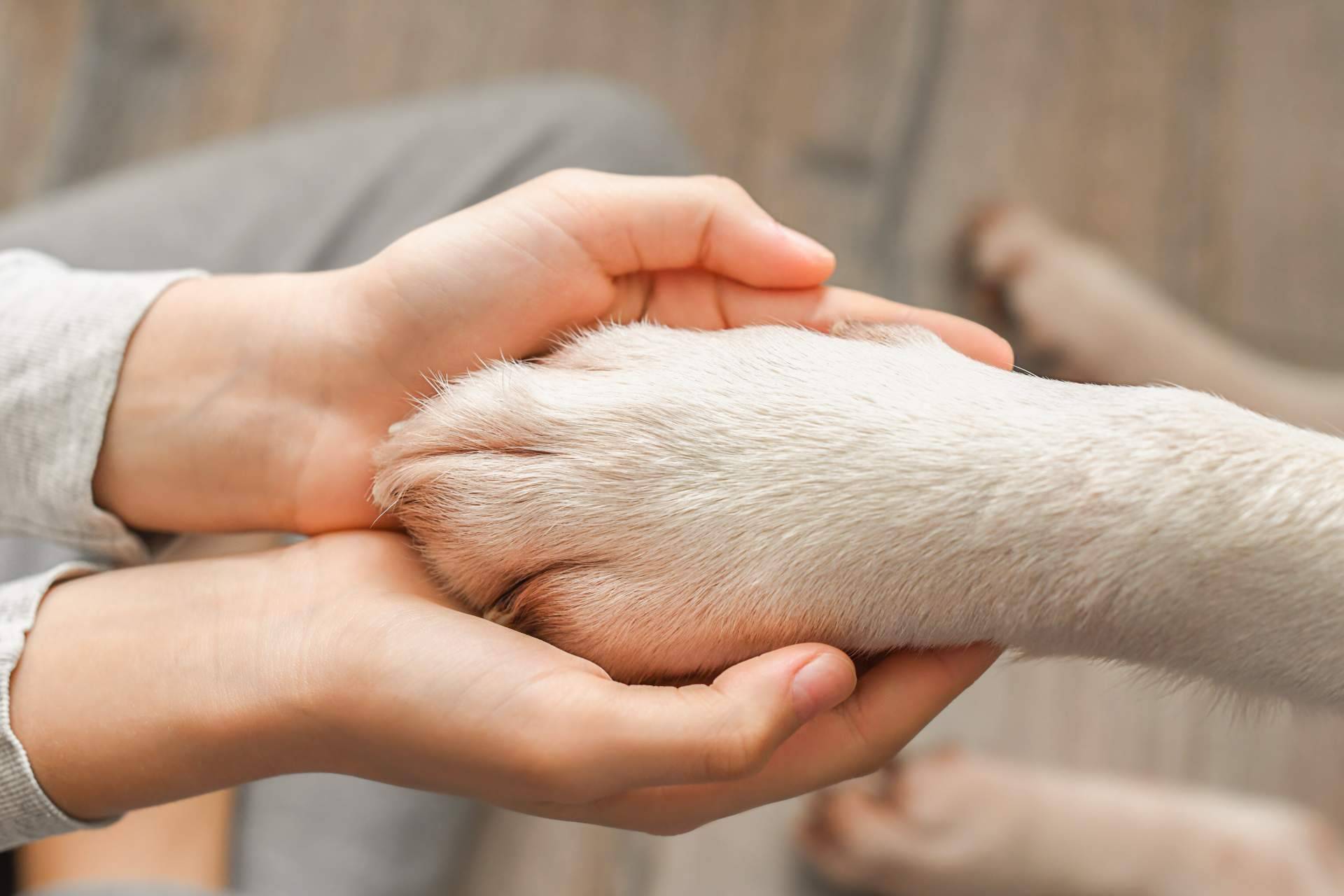 Curso completo de primeros auxilios diseñado para animales de compañía