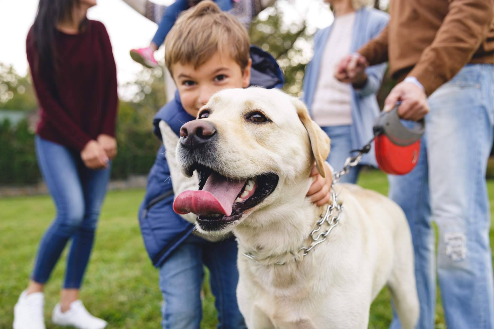 Adopción segura y responsable de perros en Valencia