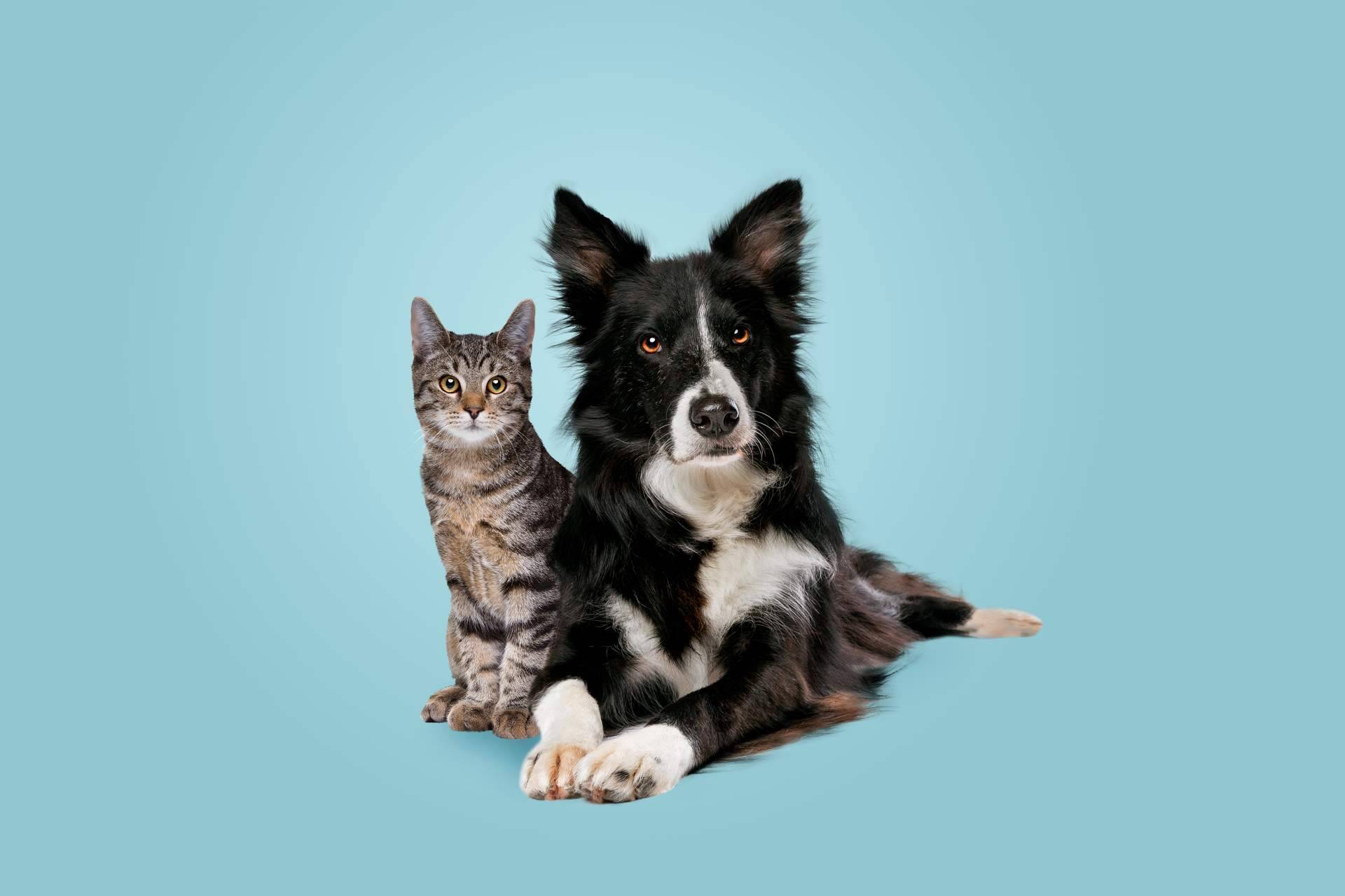 Tratar los problemas de conducta con un etólogo mediante la consultoría online de DogCareBcn