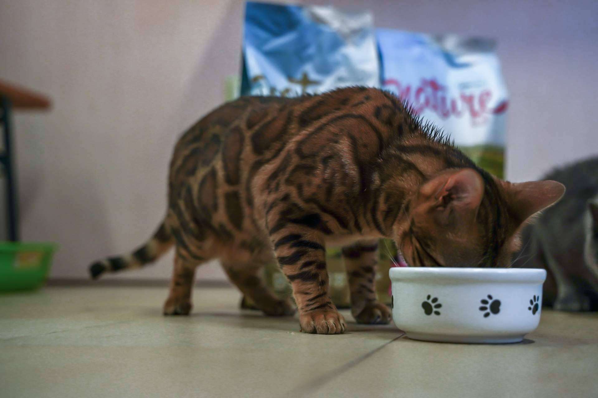 Pienso para perros sin cereales, disponible en la gama Nature de Satisfaction
