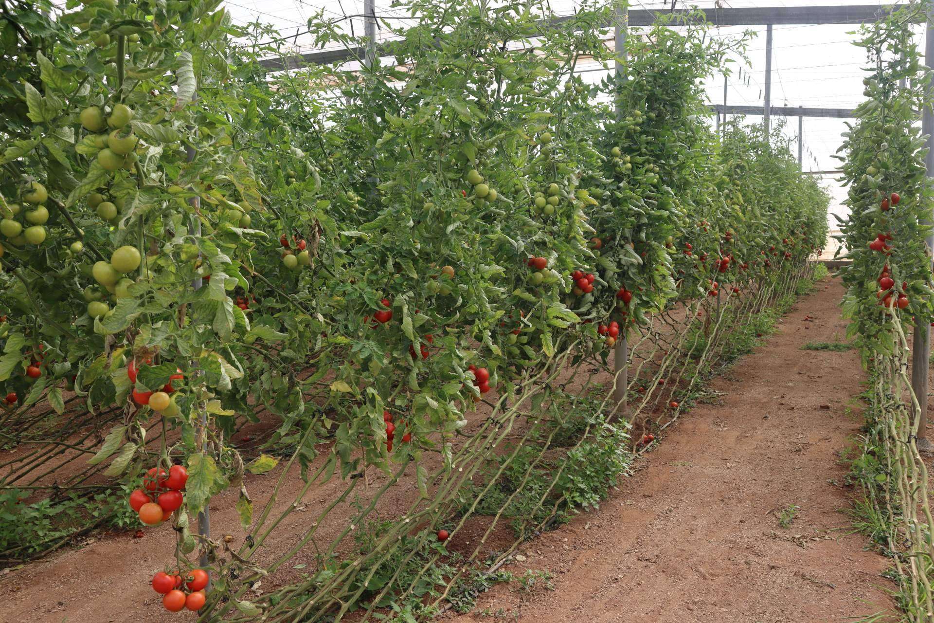 ITC Dosing Pumps incluye en su catálogo bombas dosificadoras especializadas en la fertirrigación