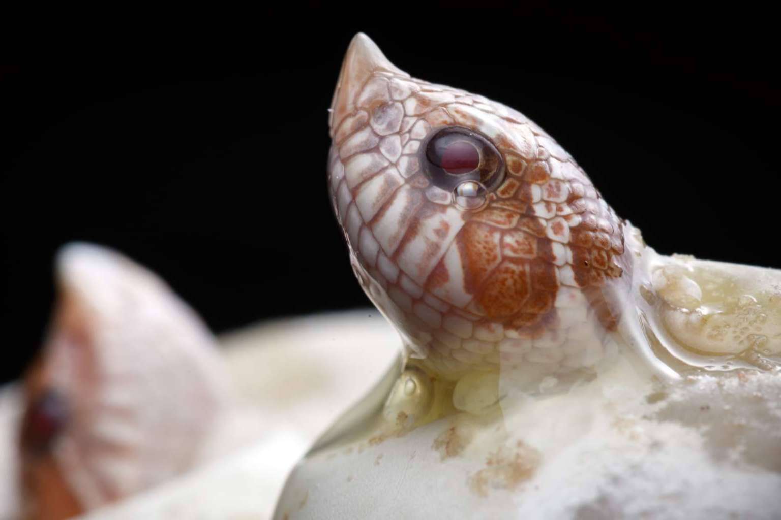 SnakeRoom, el Centro Divulgativo que brinda la experiencia de interactuar con reptiles como serpientes