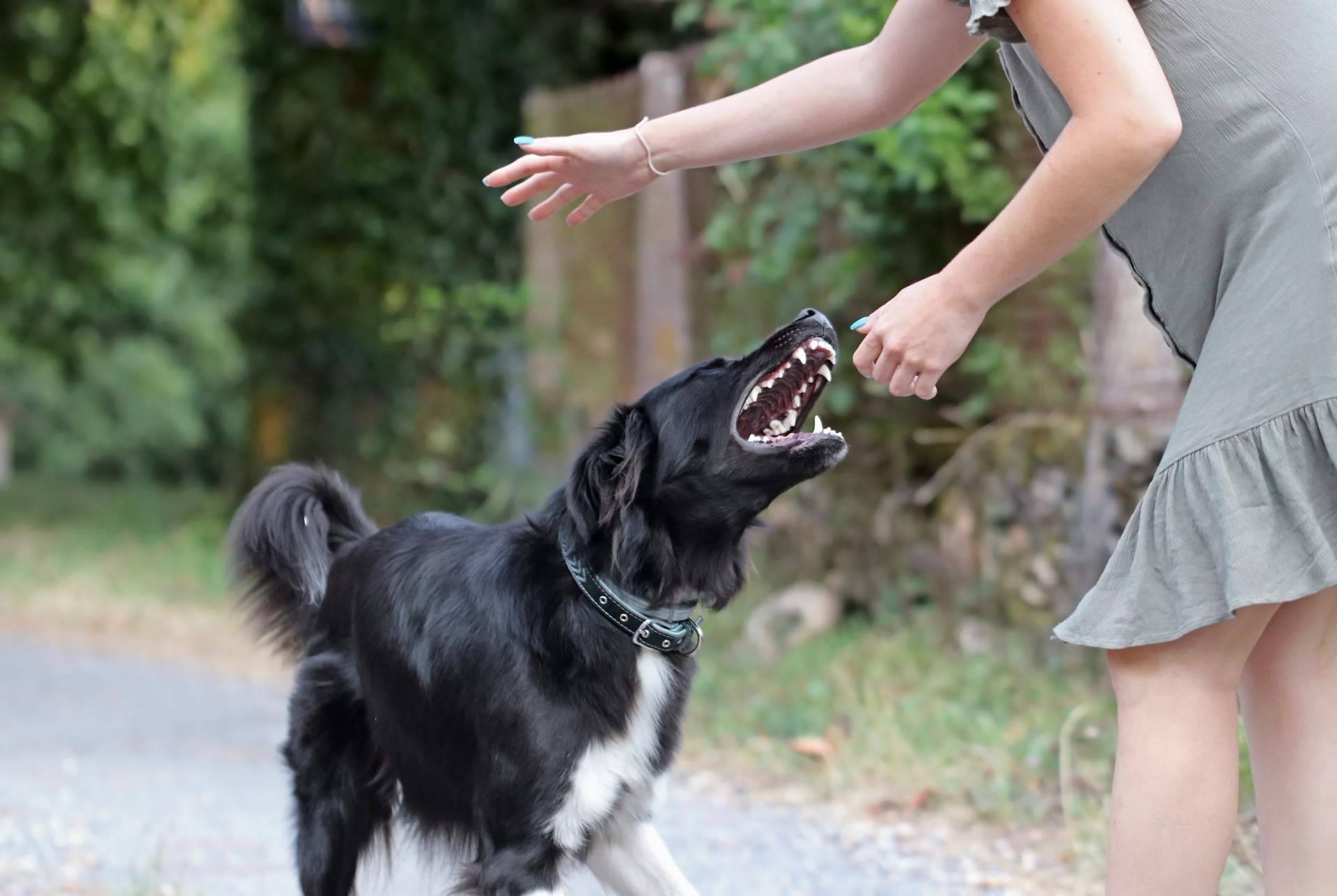 Pasar un reconocimiento médico/psicotécnico en Centro Médico Bravo para conseguir la licencia de tenencia de animales peligrosos