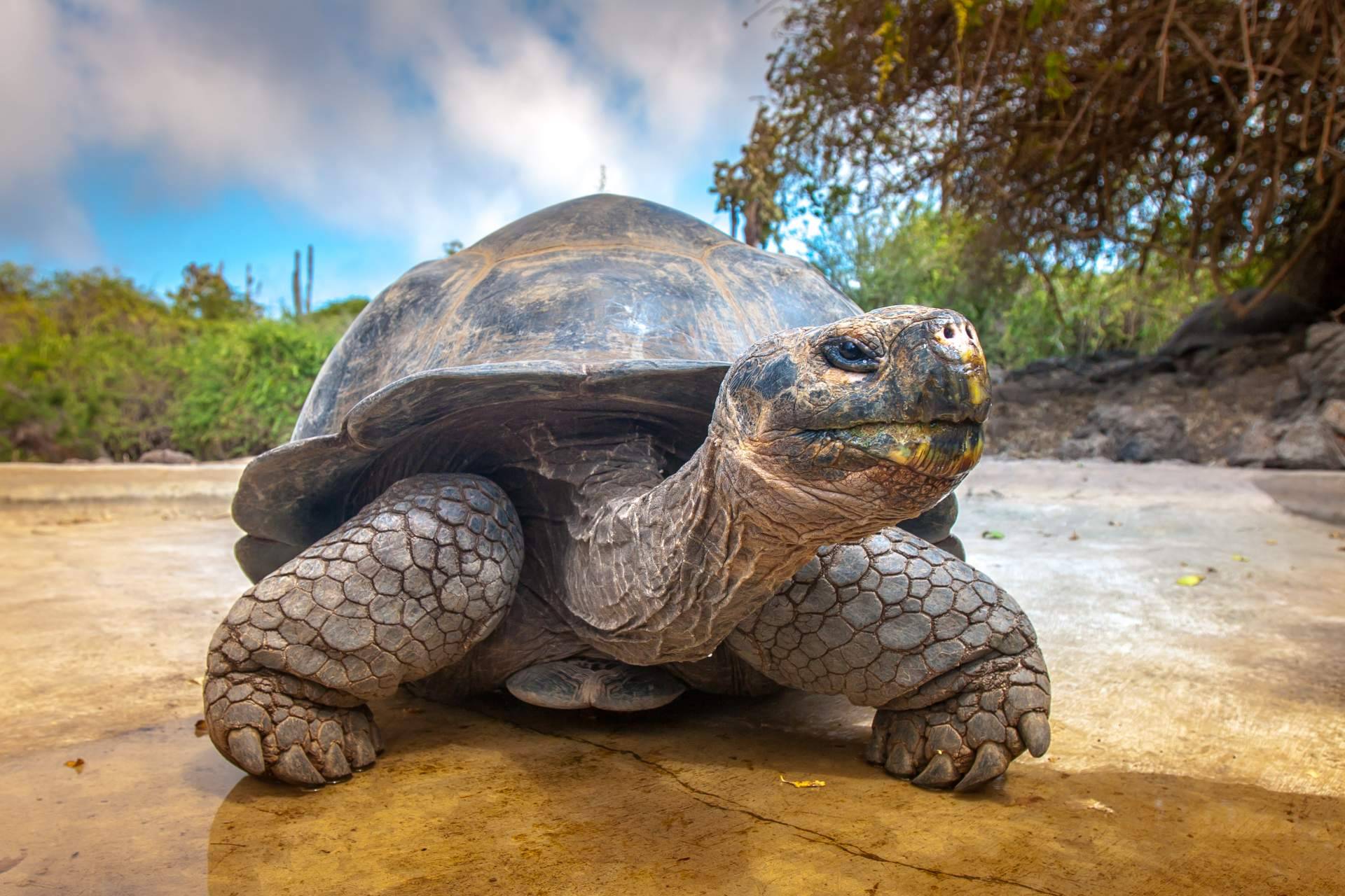 Mantenerse informado sobre las especies en peligro de extinción, con Noticias Ambientales