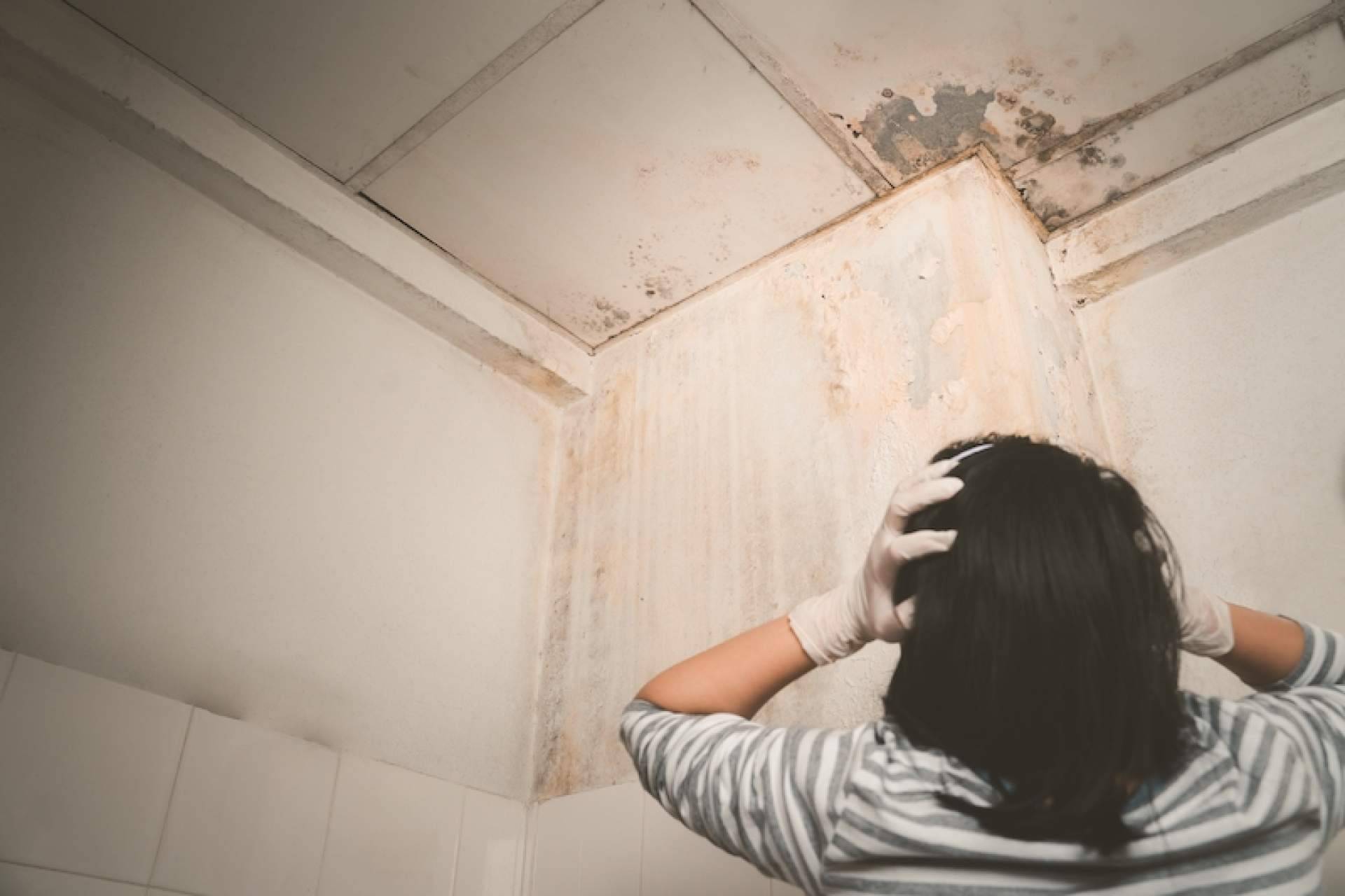 La firma Humydry brinda soluciones a las humedades en casa