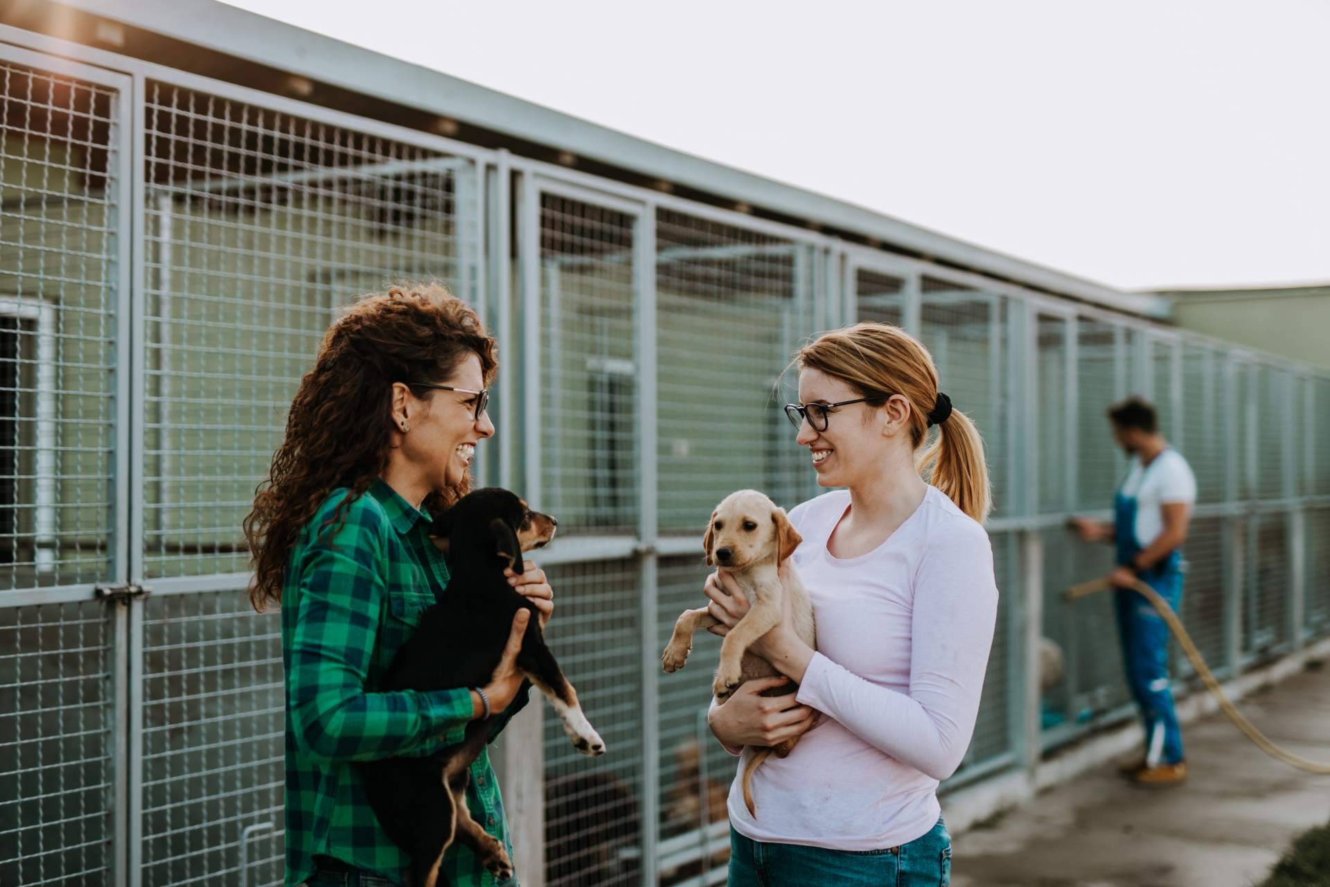¡La clave para encontrar el compañero peludo perfecto!, el buscador de perros y gatos en adopción de ADOPTA