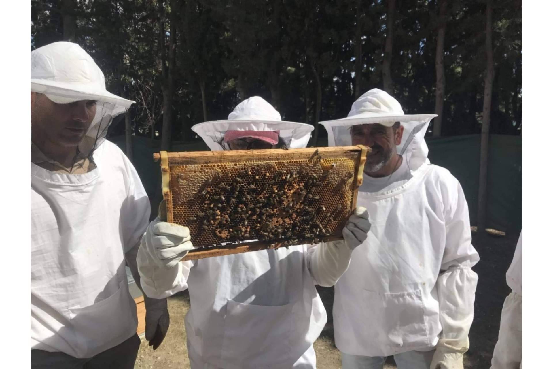 ¿Cuál es el rol de las abejas para la seguridad alimentaria y la vida saludable?, por Cursos de Apicultura