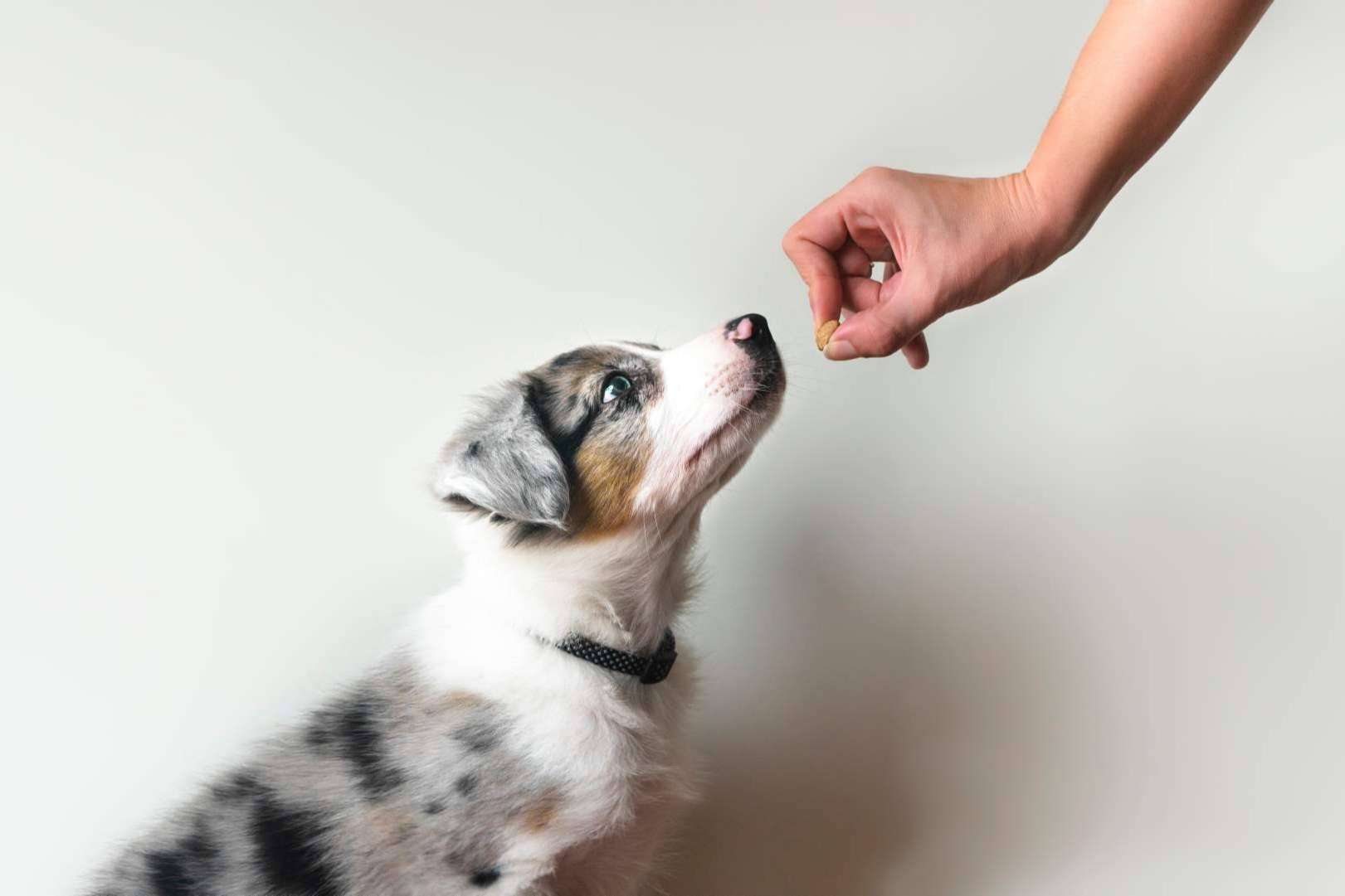 Avenir la relación con el perro de la familia