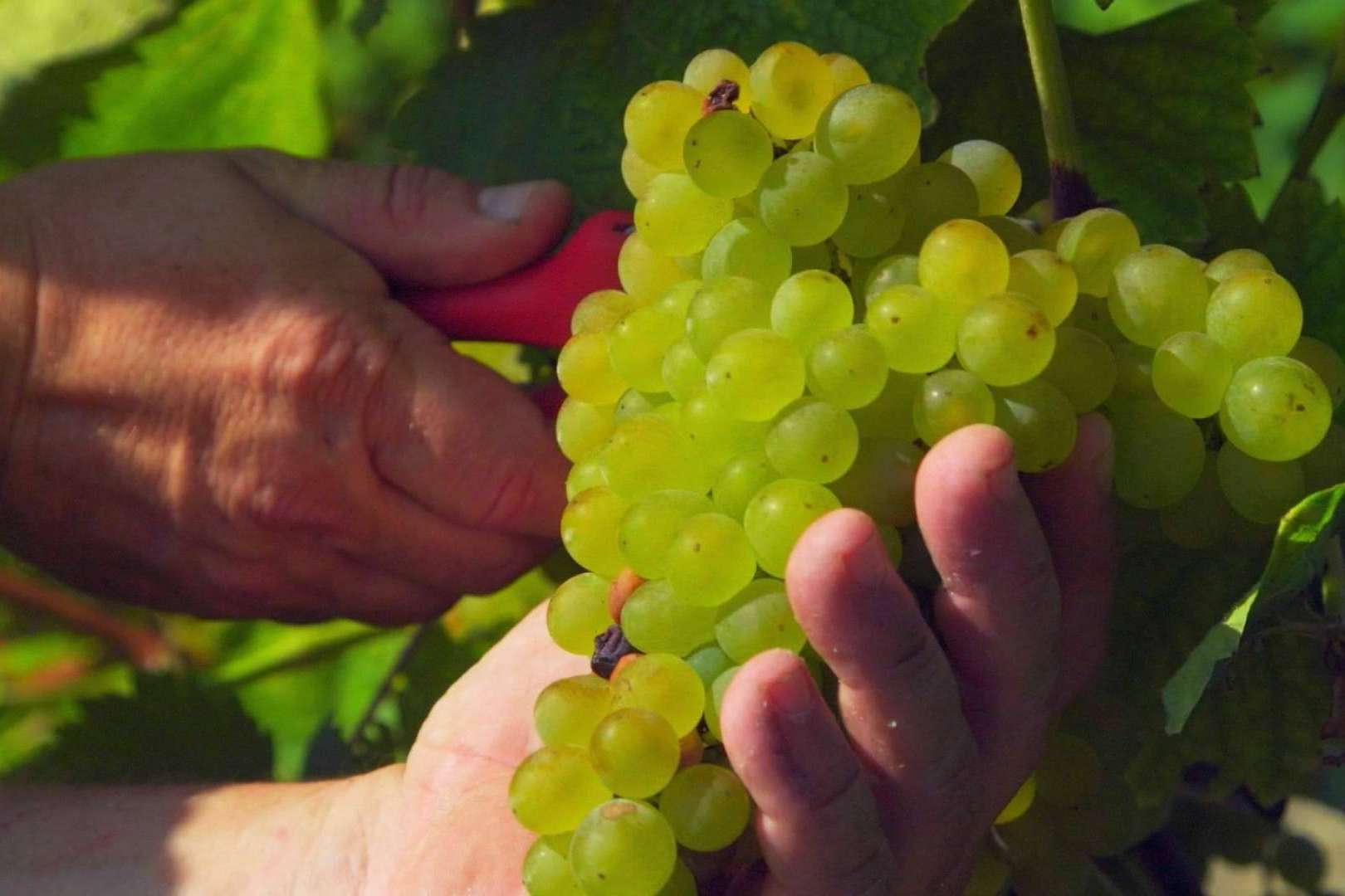 La historia de amor y respeto por el vino y la 'tierruca' que se esconde detrás de Bodegas Vidular