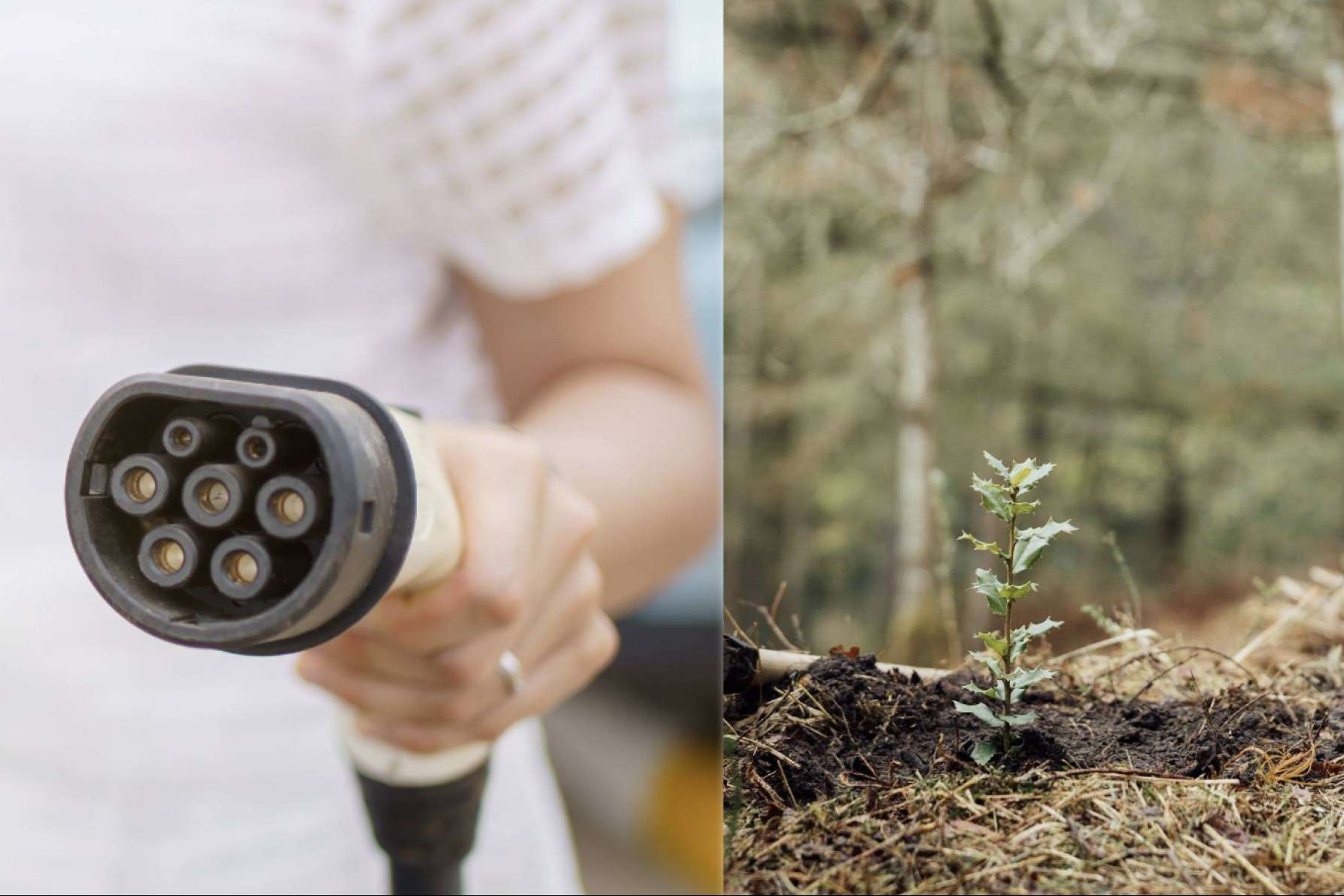 La reforestación de un bosque, gracias a las instalaciones de puntos de recarga que lleva a cabo ChargeGuru