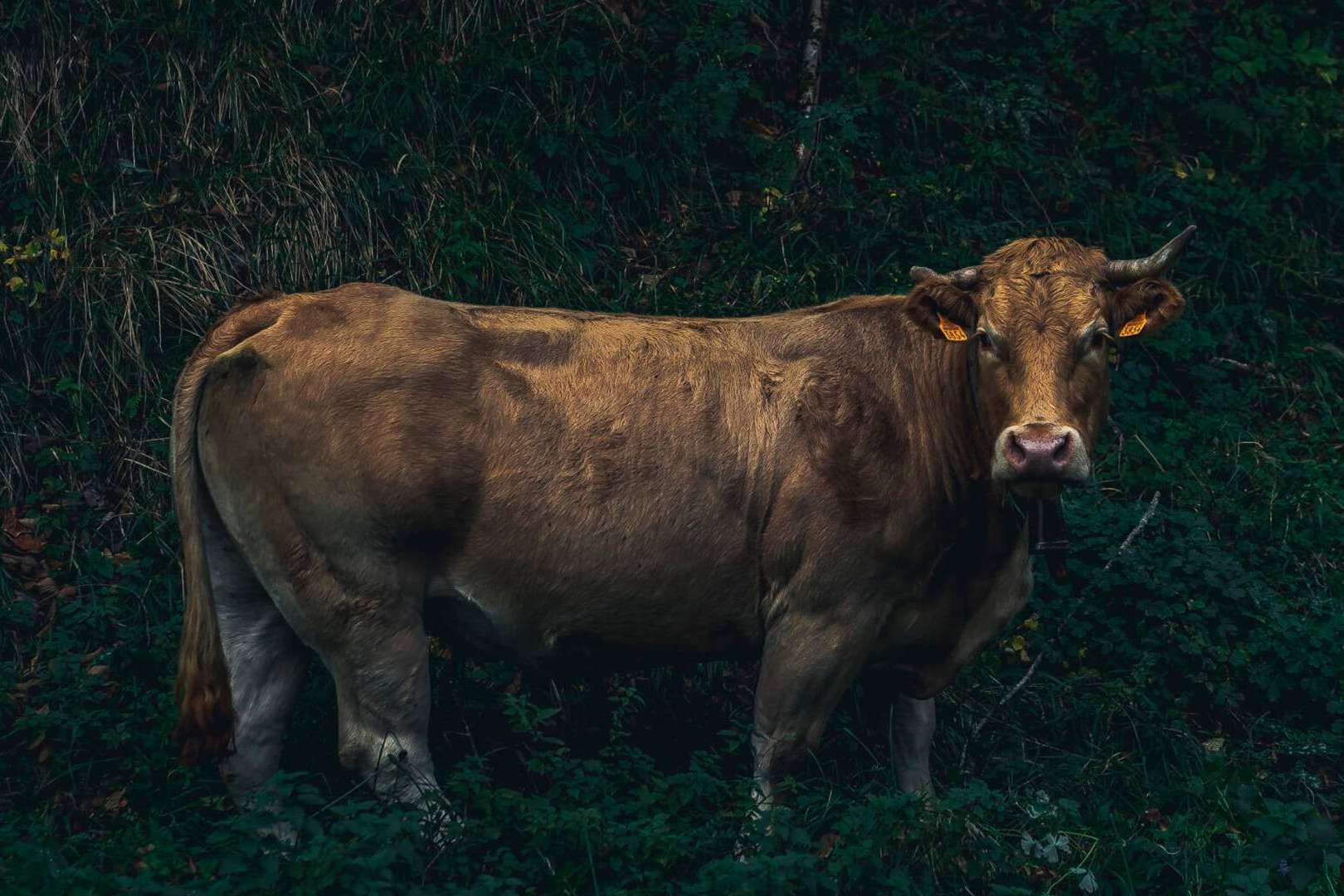 Una de las mejores carnes rojas del mundo, de la mano de Txogitxu