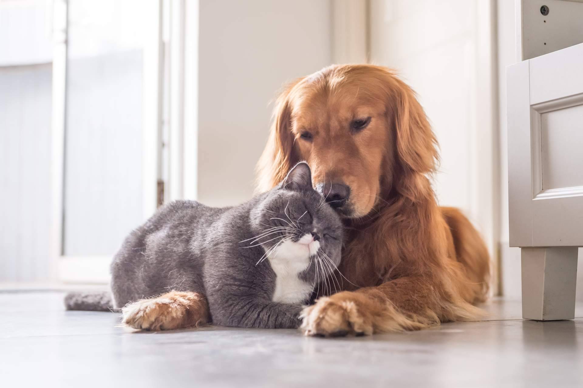 ClickGuau, la app de los vídeos virales de mascotas
